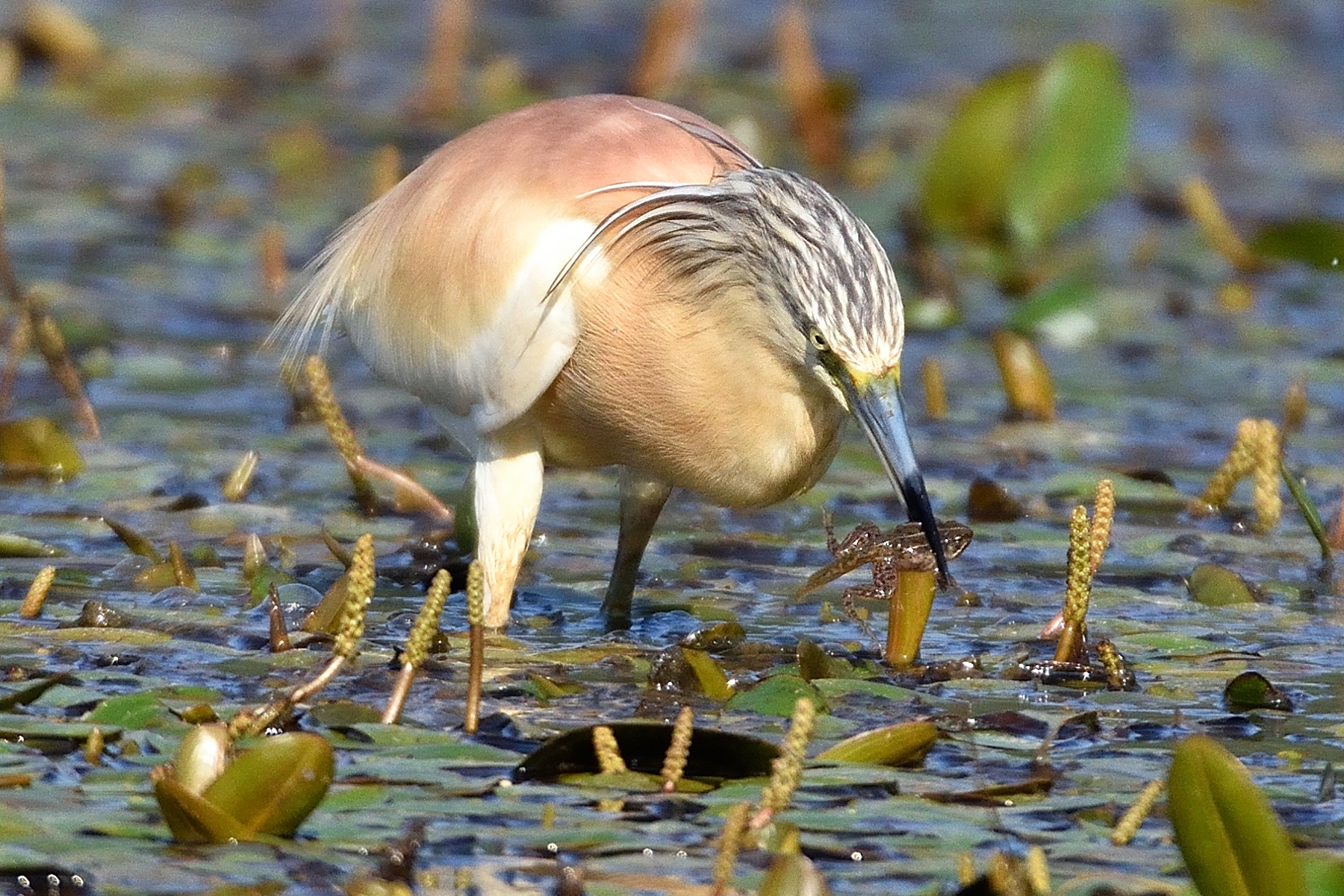 Sgarza ciuffetto (Ardeola ralloides)