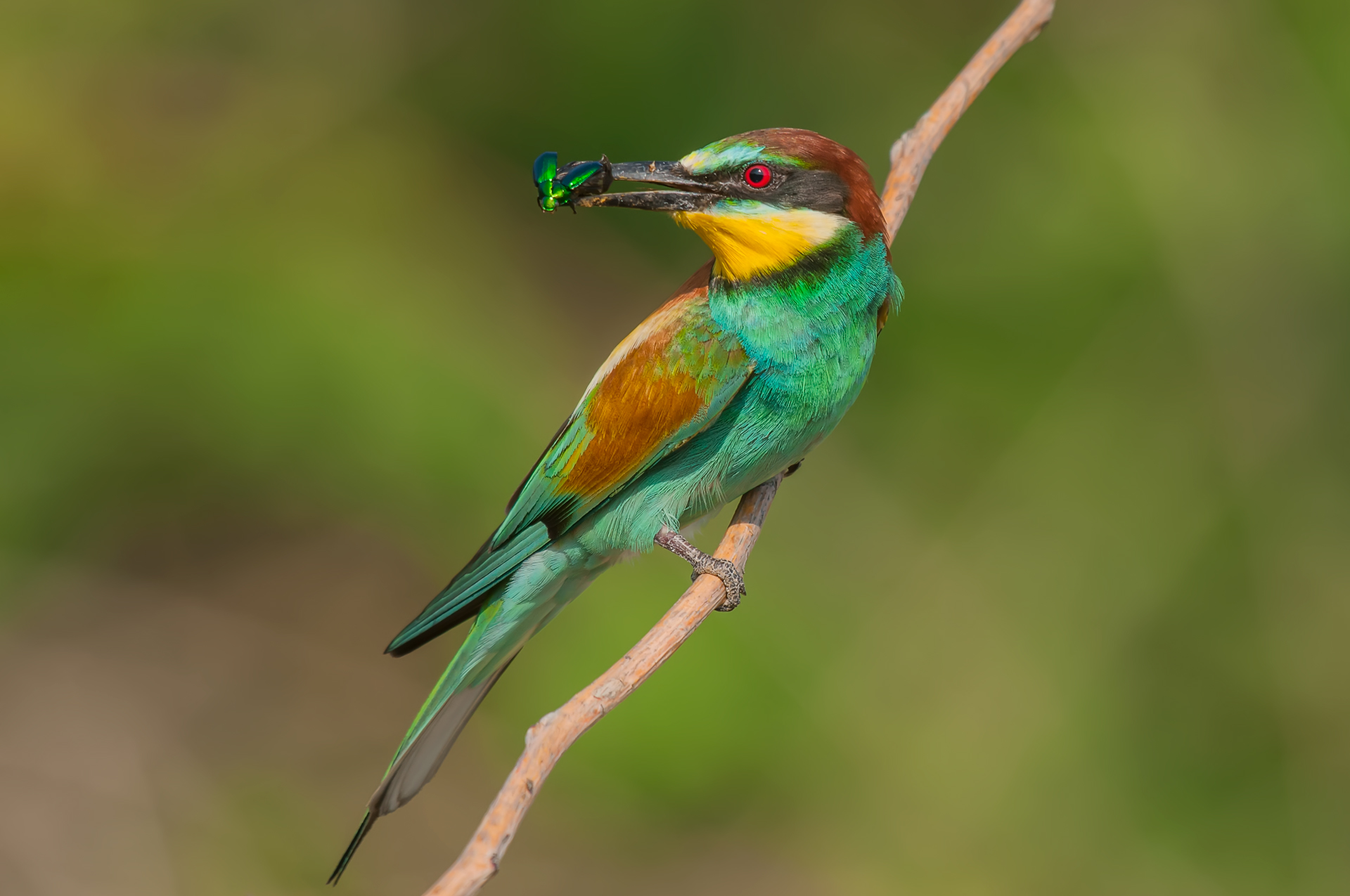 Gruccione europeo »Merops apiaster