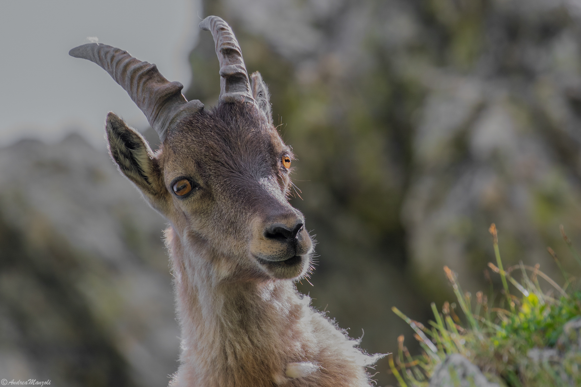 ibex portrait