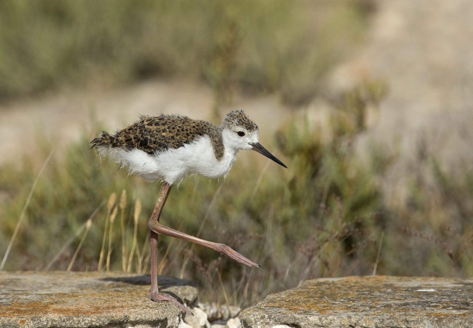 il piccolo esploratore.....