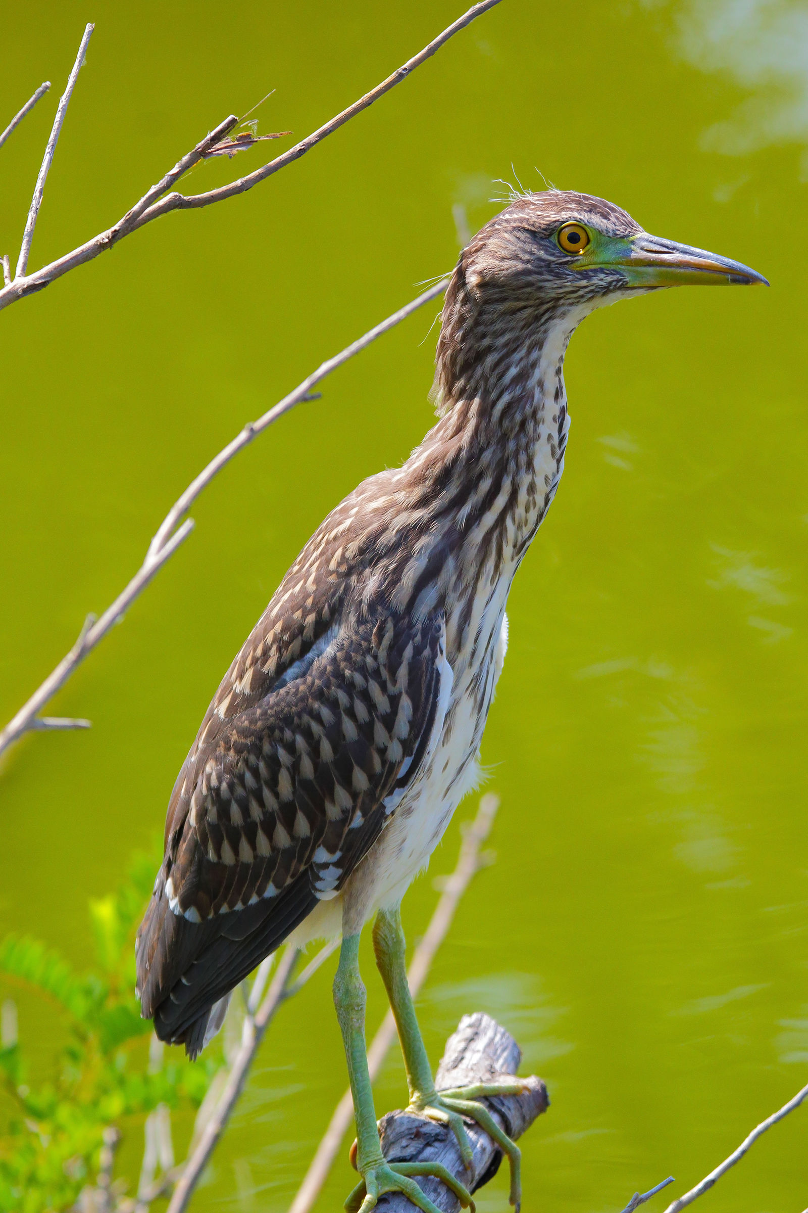 Night Heron juv