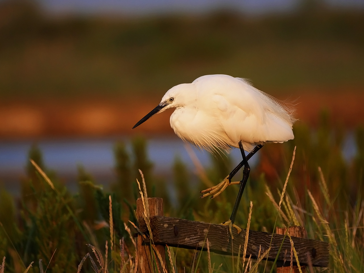 Egret 400mm