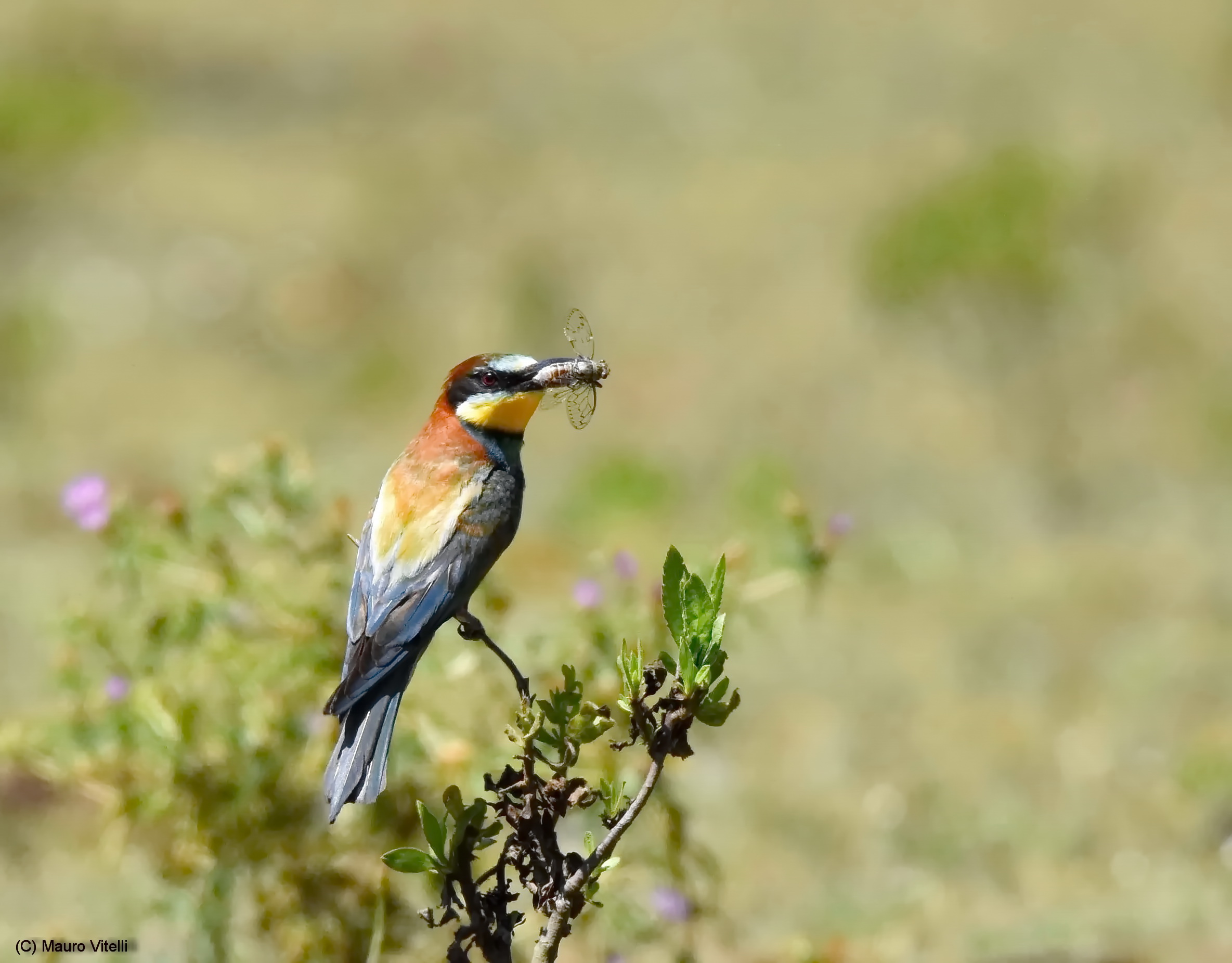 Set bee-eater with prey
