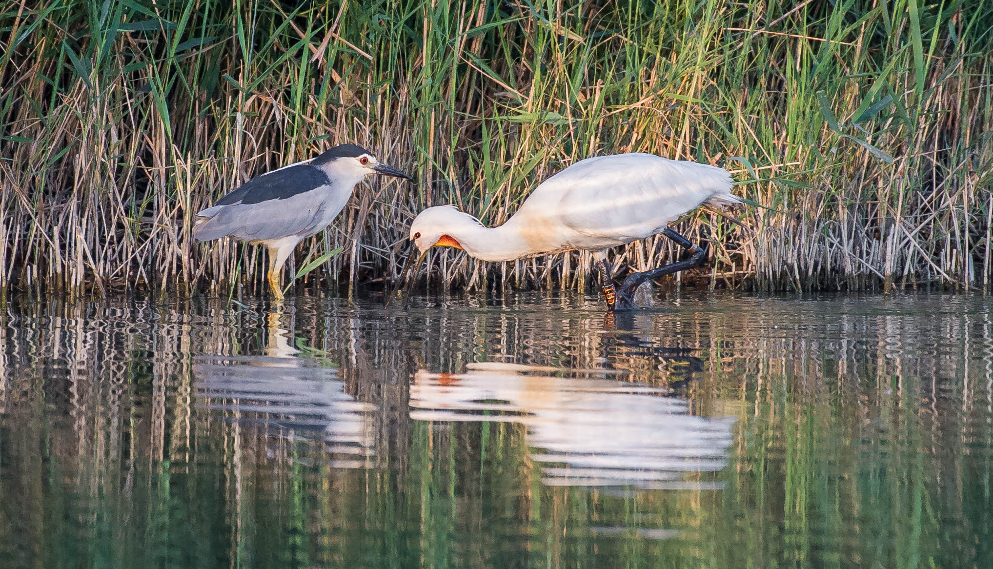 Night Heron and spatola..mmm
