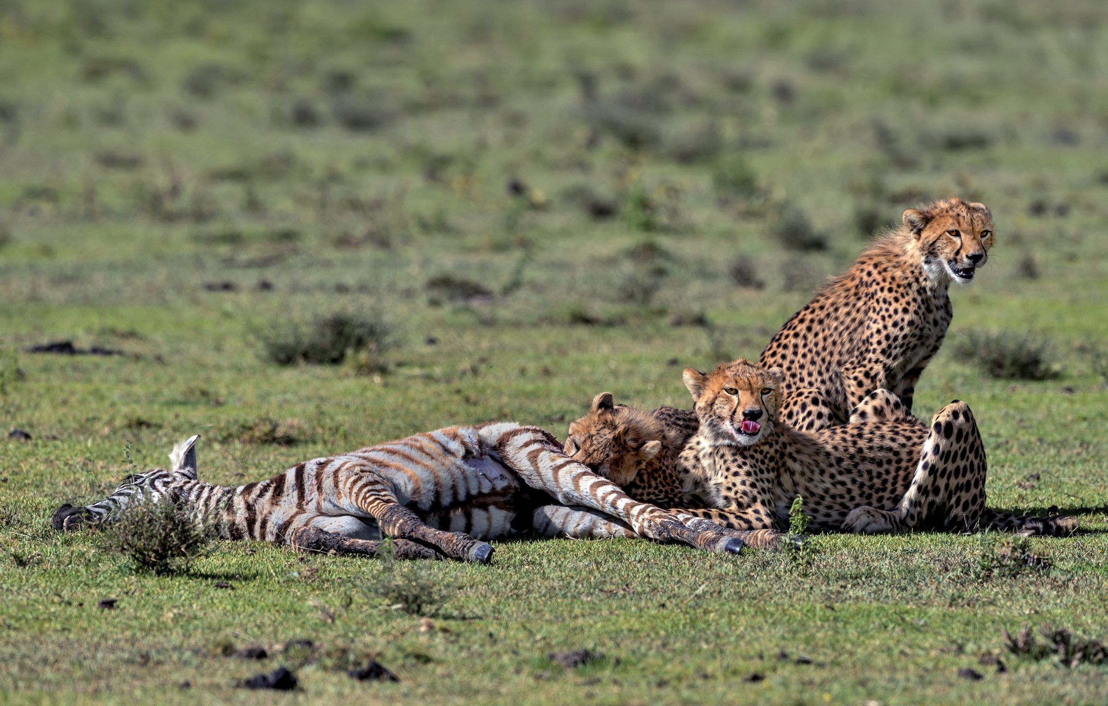 Tanzania 2016 - Predation