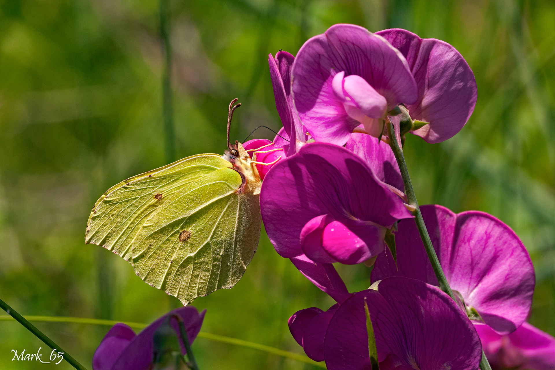 gonepteryx cleopatra