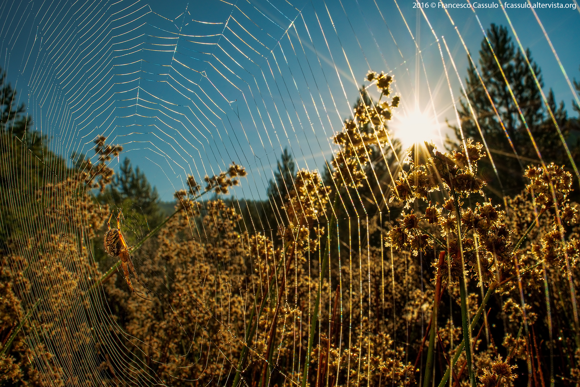 Neoscona byzanthina (Pavesi, 1876)