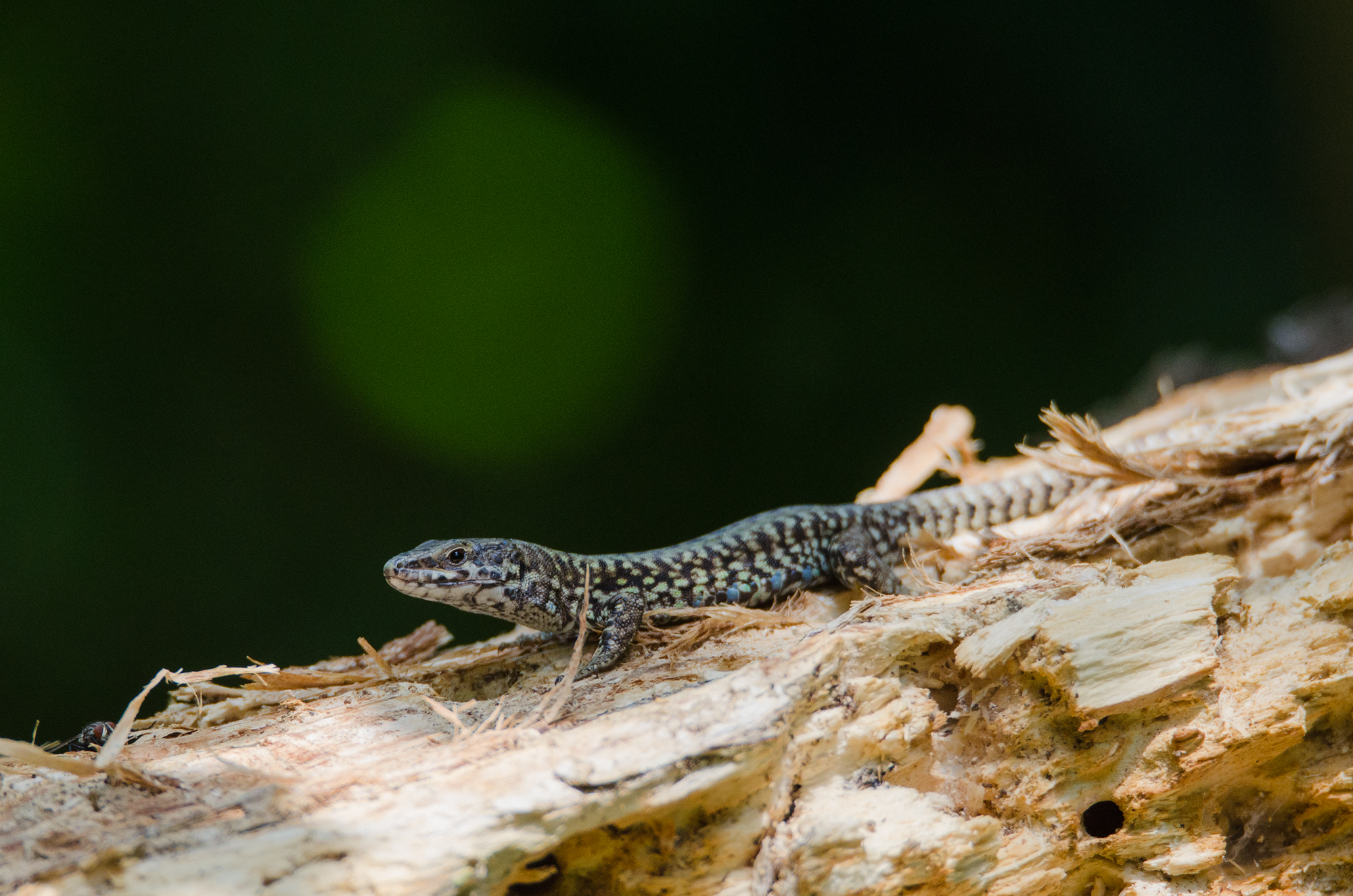 lizard in the shed waiting to August the shrike