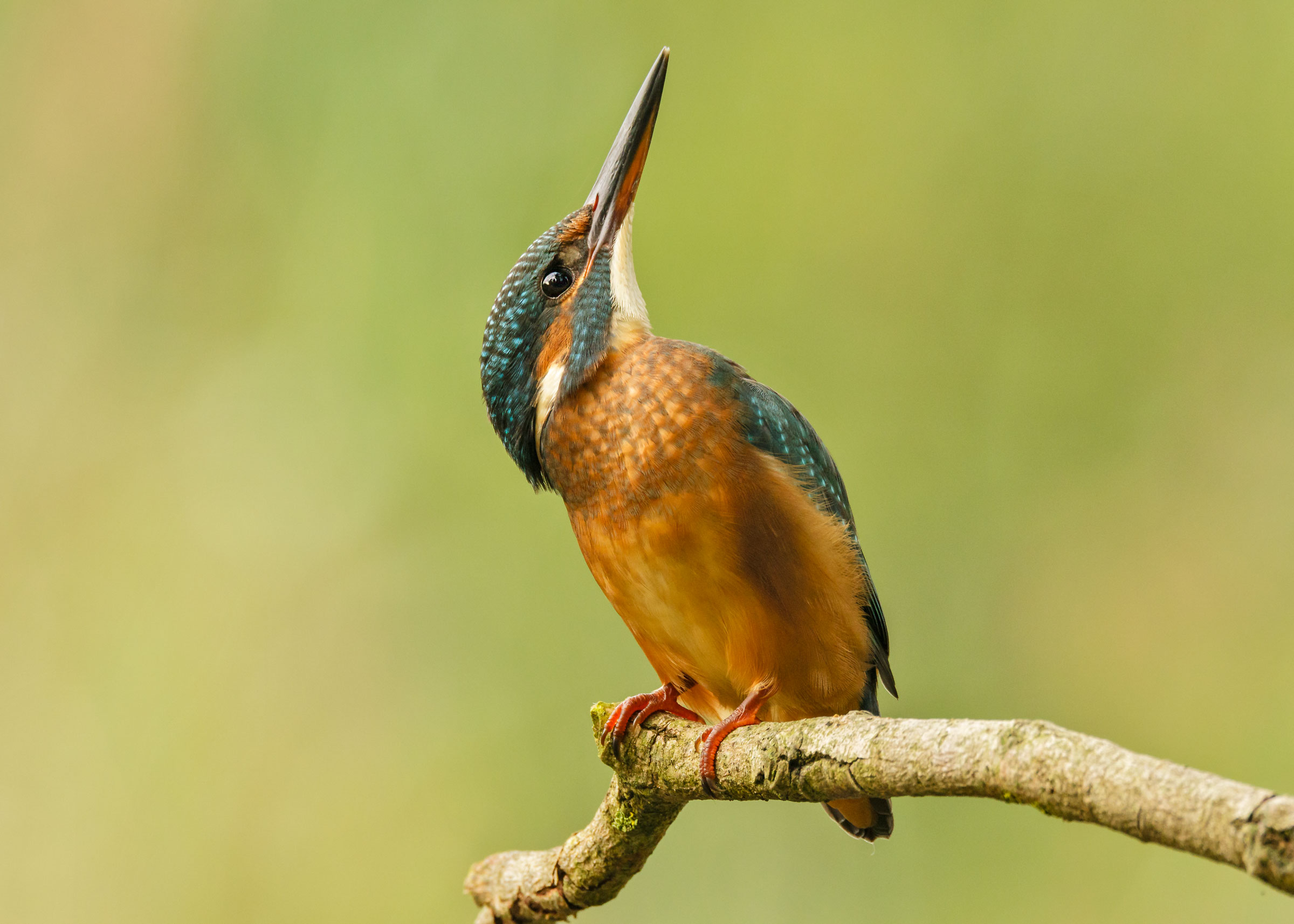 Looking up (Kingfisher)