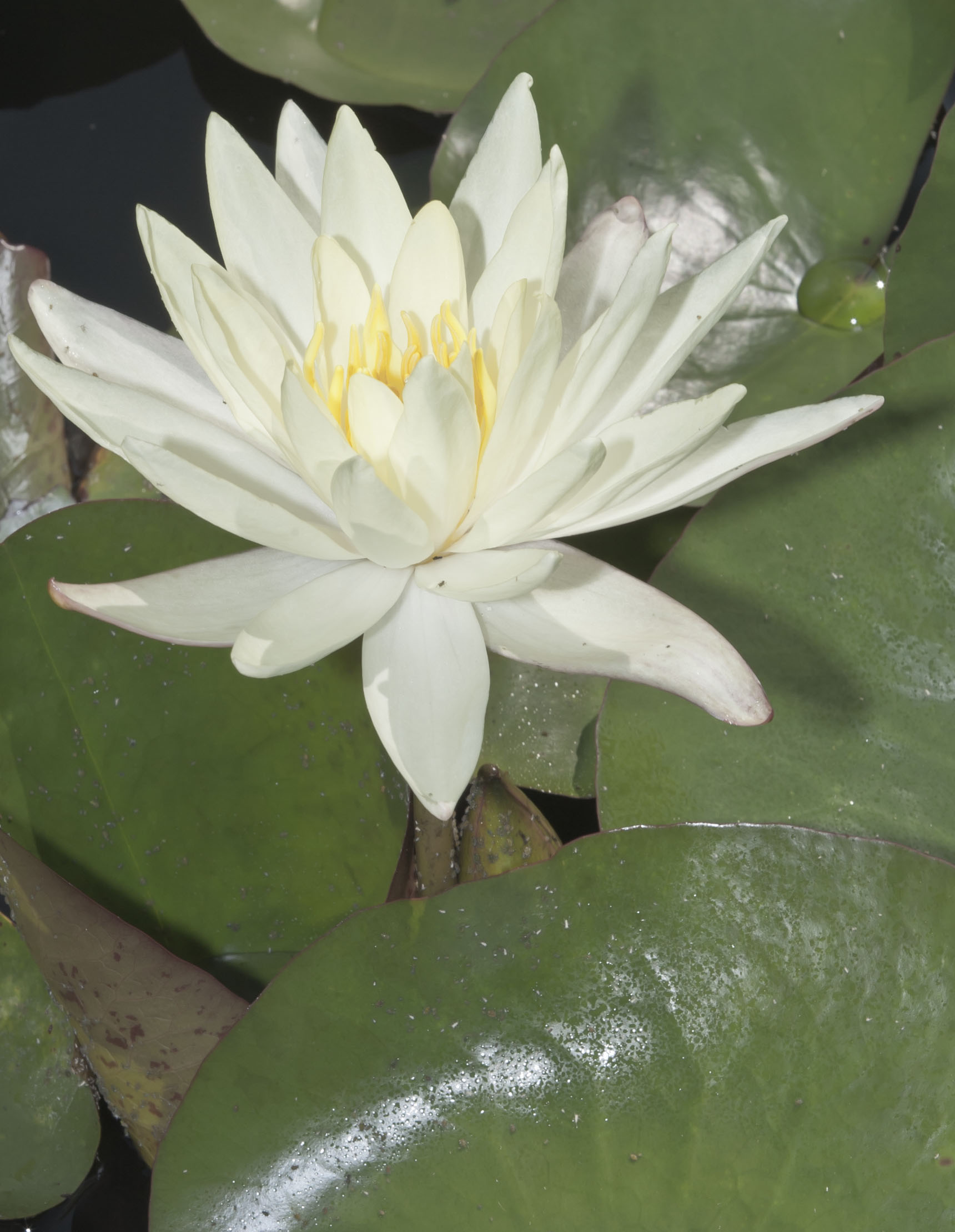 water lilies