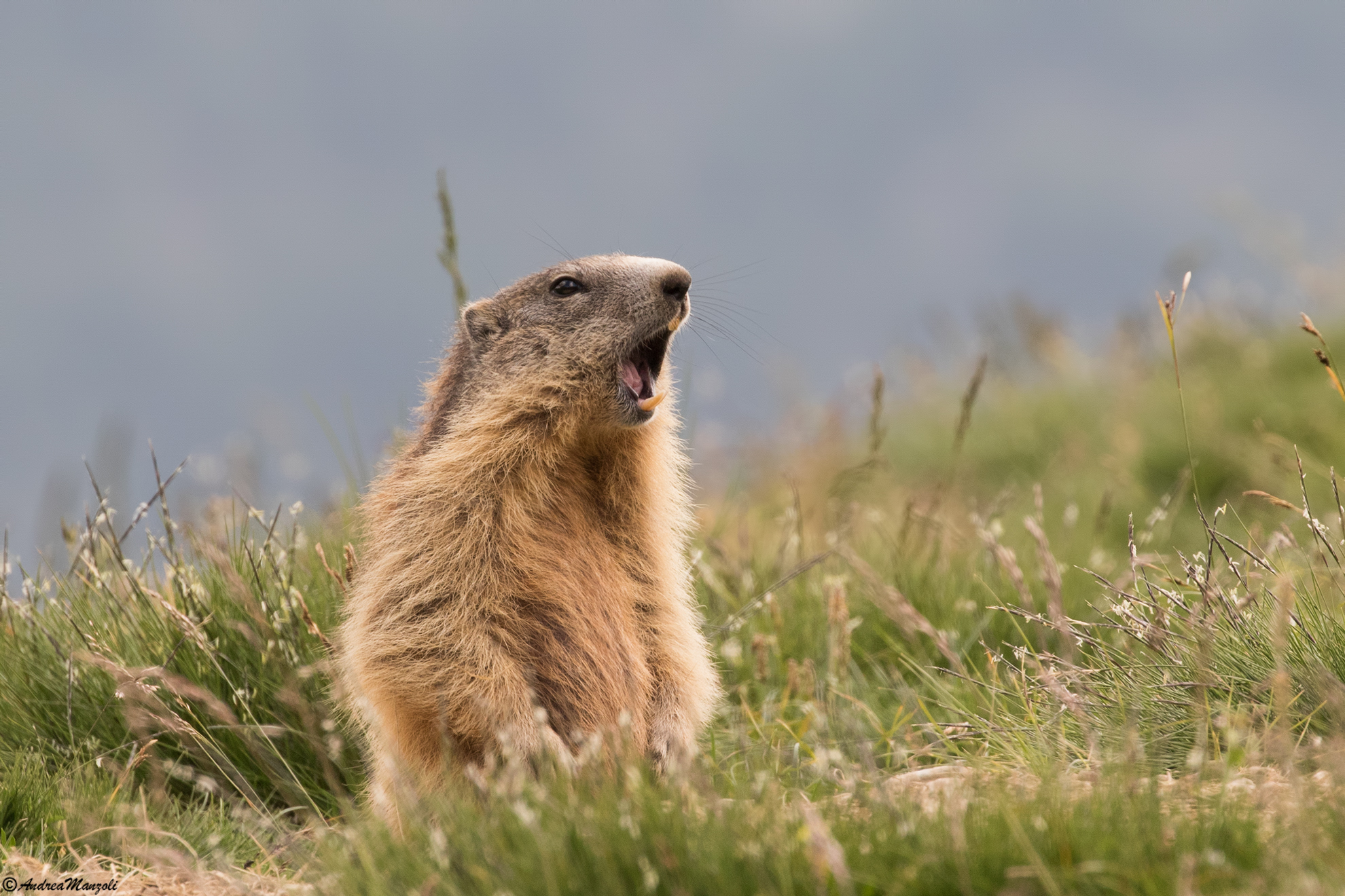 Marmot on alert