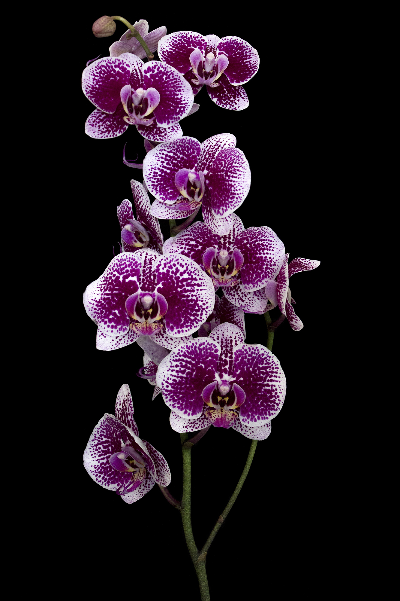 Orchidea.