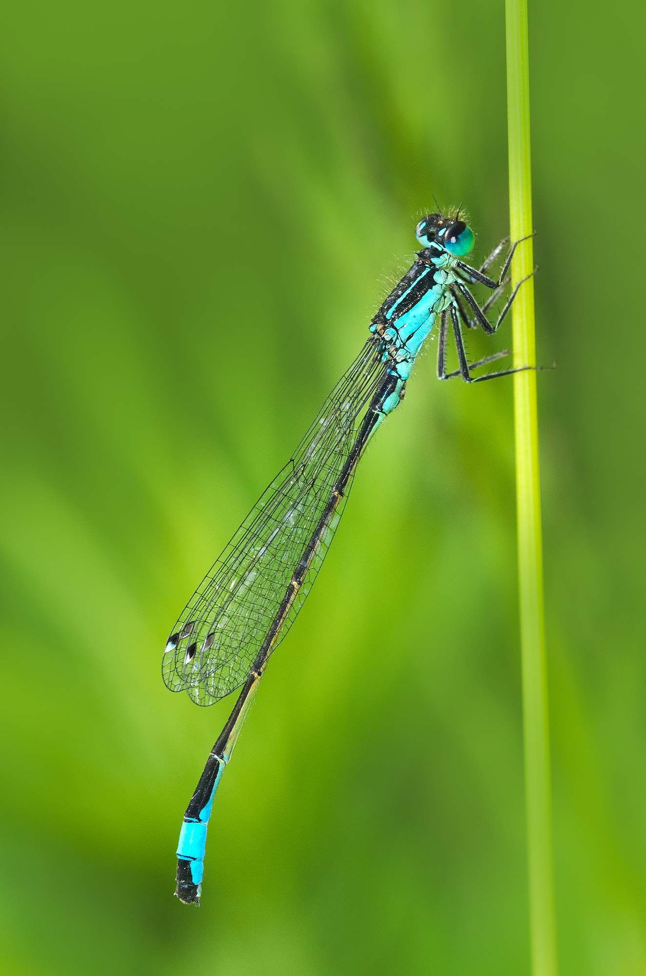 Ischnura elegans (Vander Linden, 1820 ) - Coenagrionida