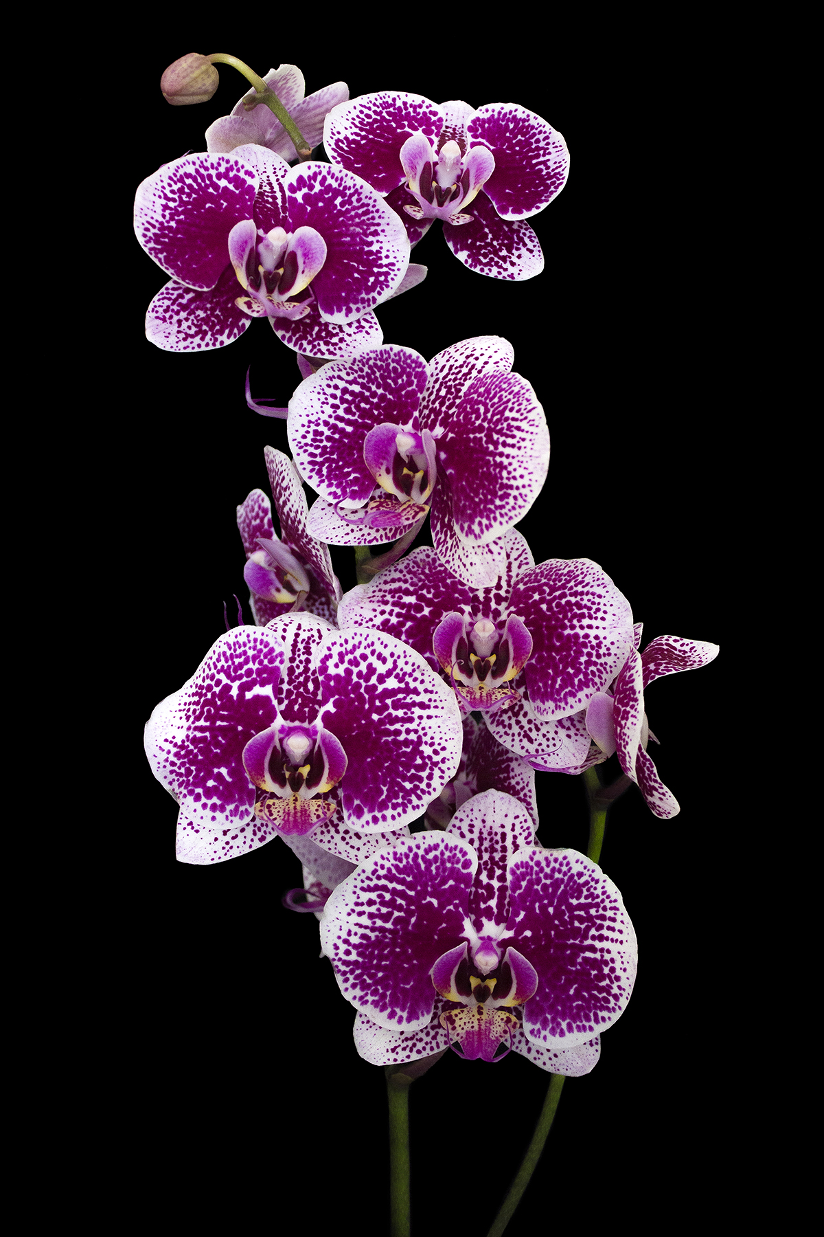 Orchid.