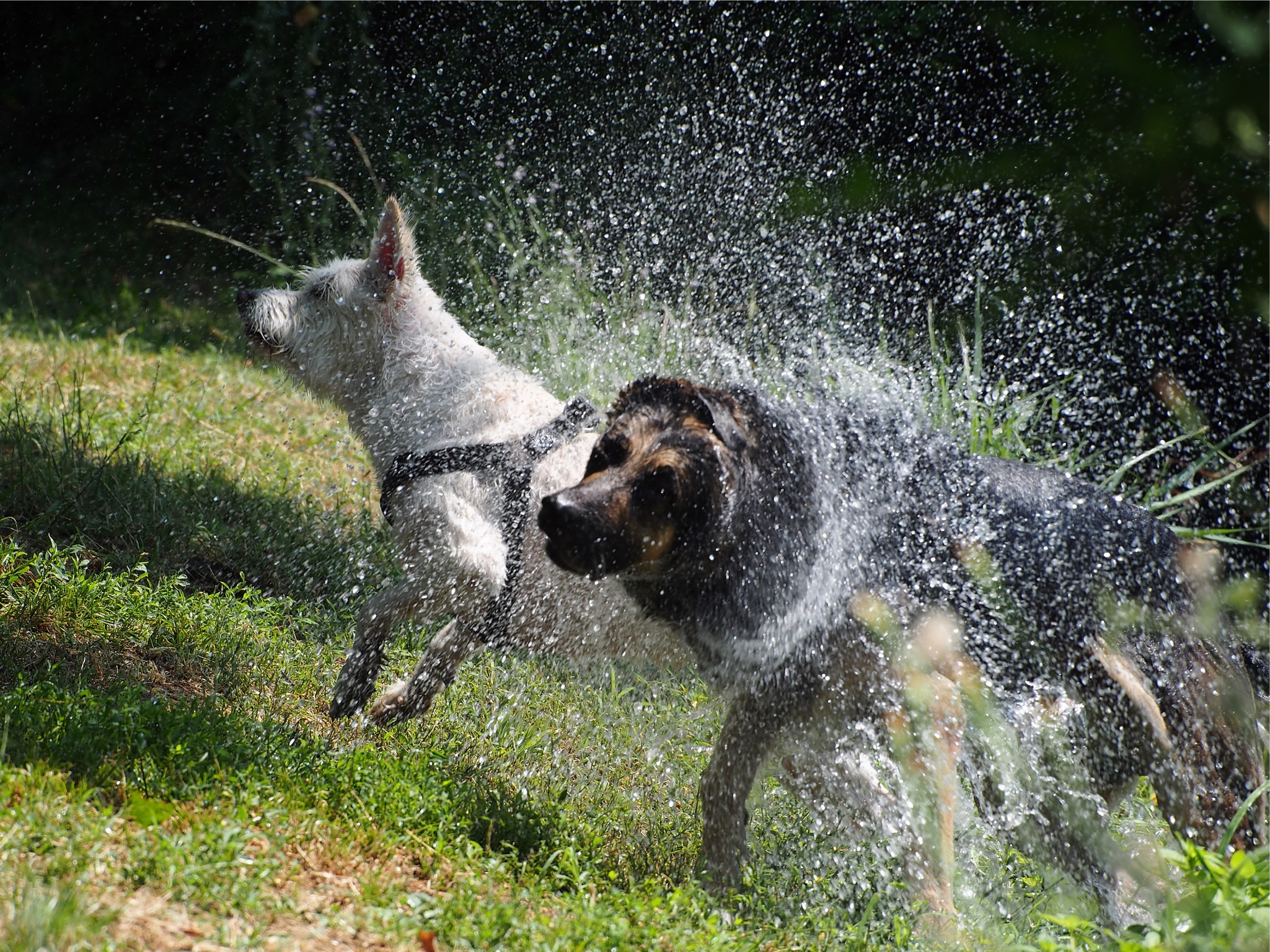 Proprio qui te devi veni a scrolla , !!!