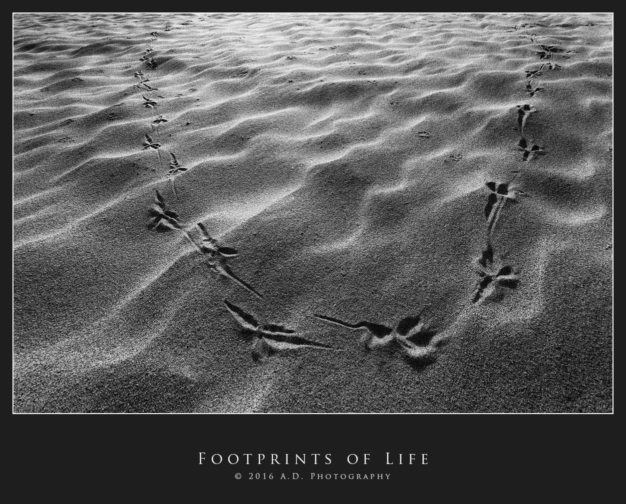 Footprints of Life