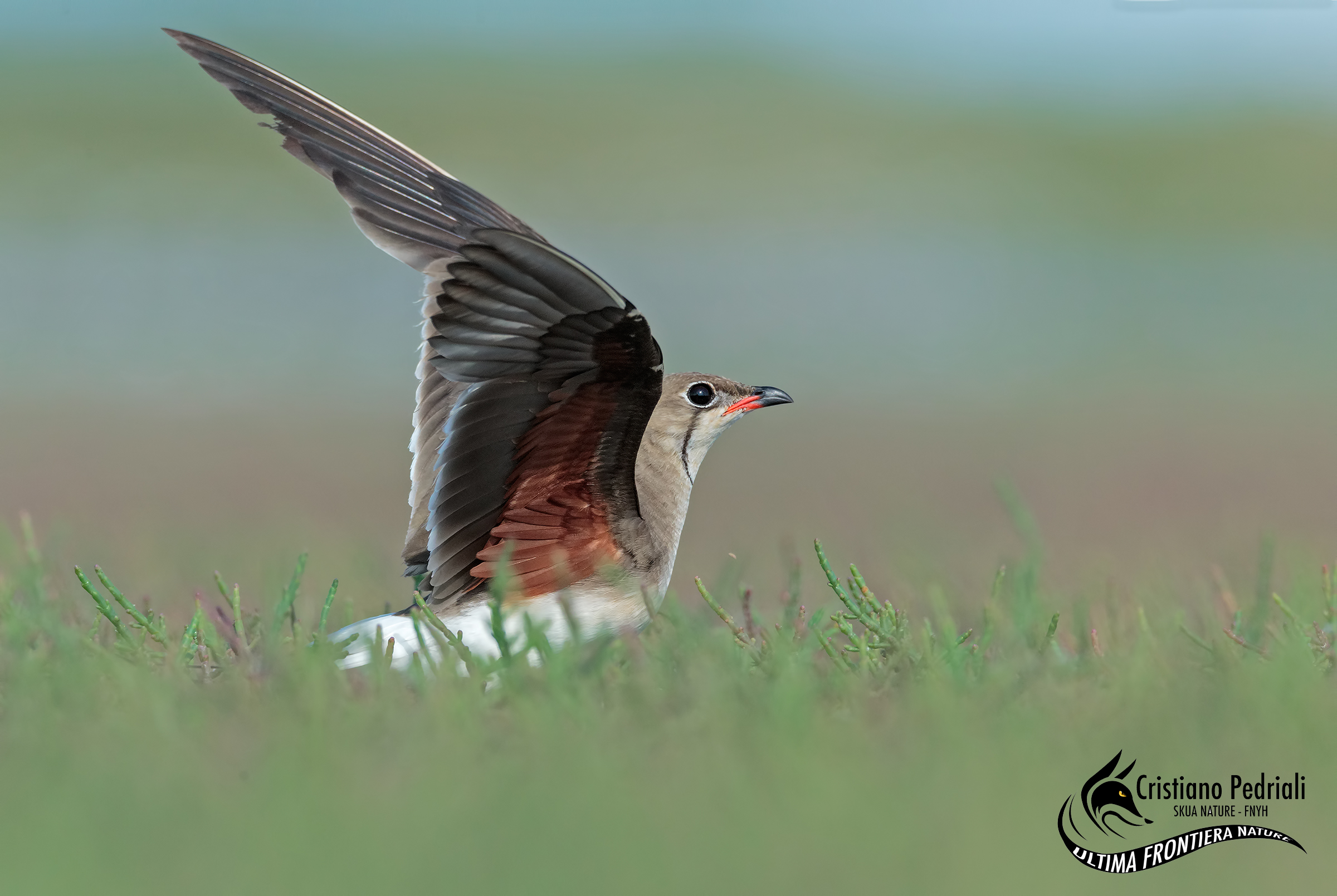 Pratincole