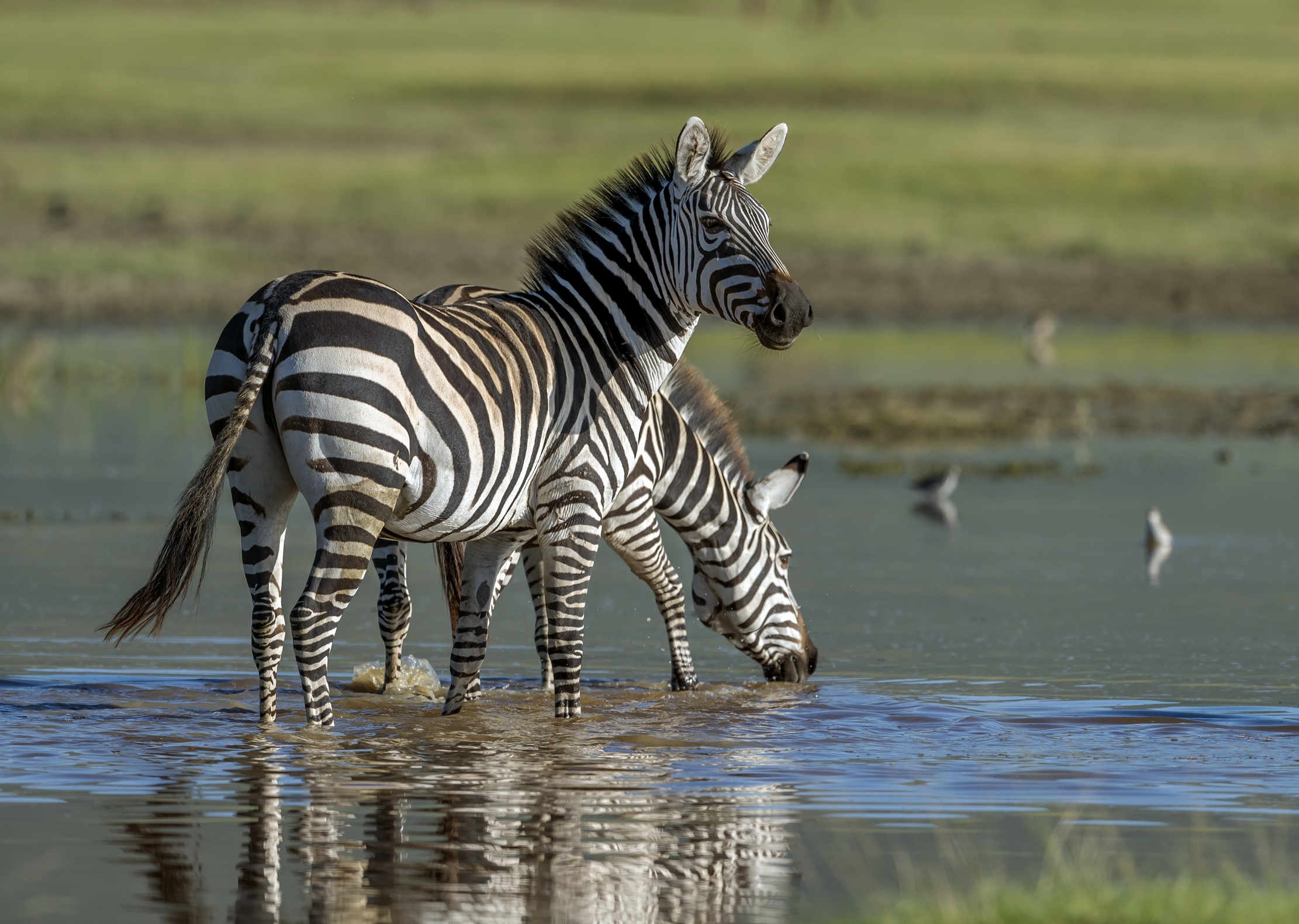 Tanzania 2016 - Zebras
