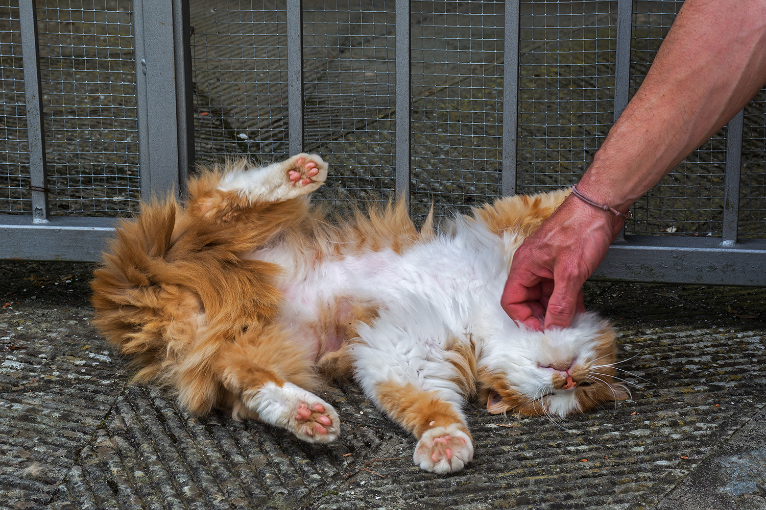 Strapazzami pampering