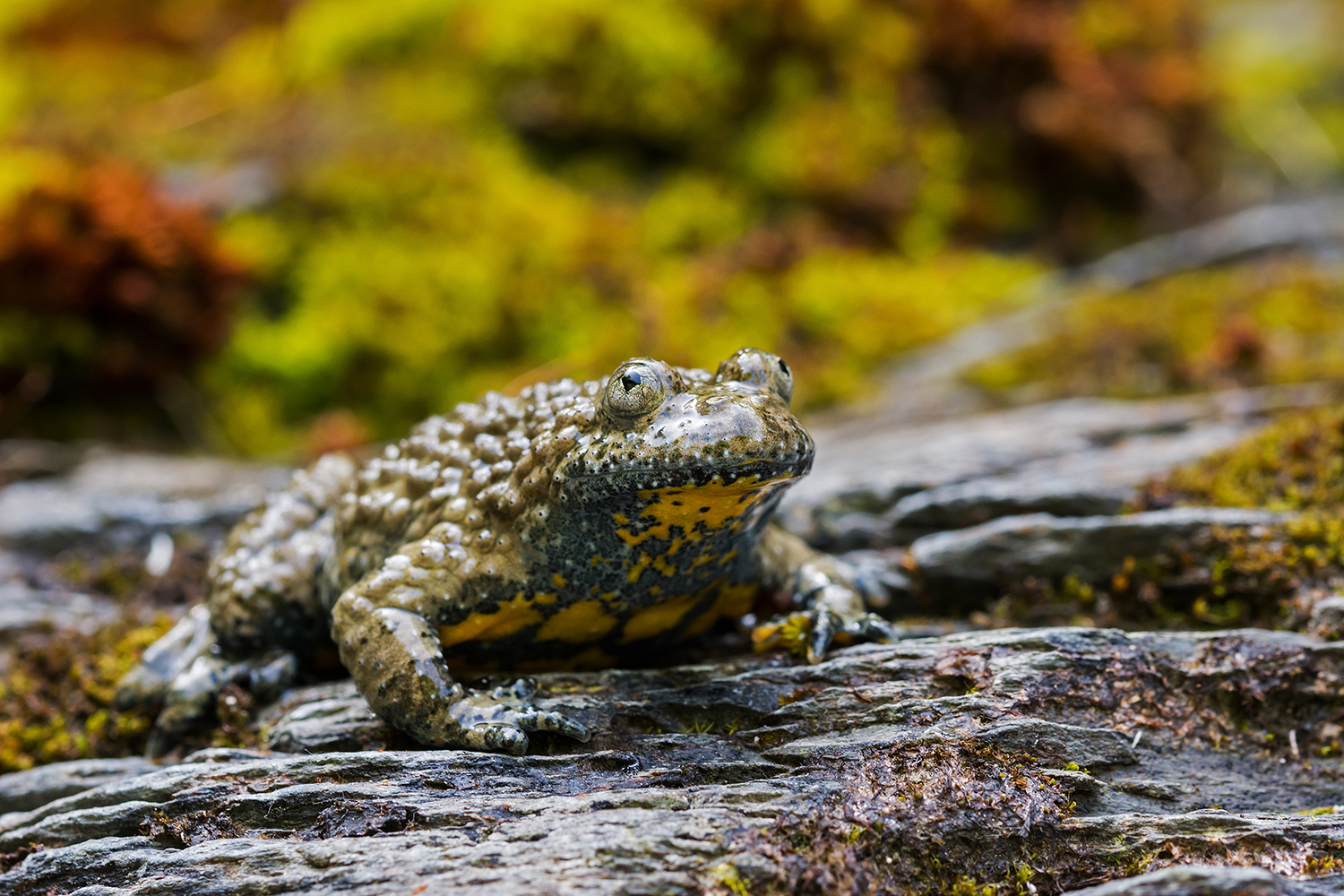 Yellow-bellied toad
