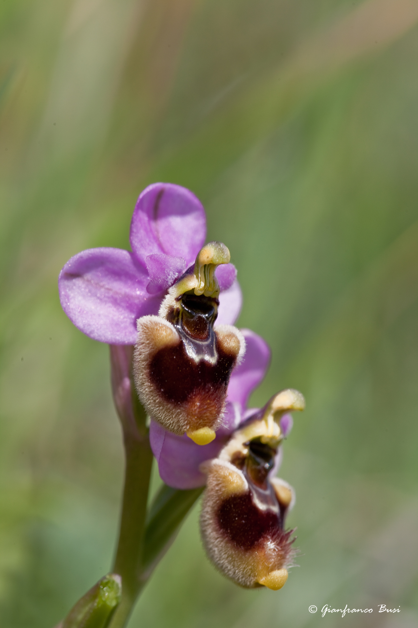 ophrys tenthredinifera