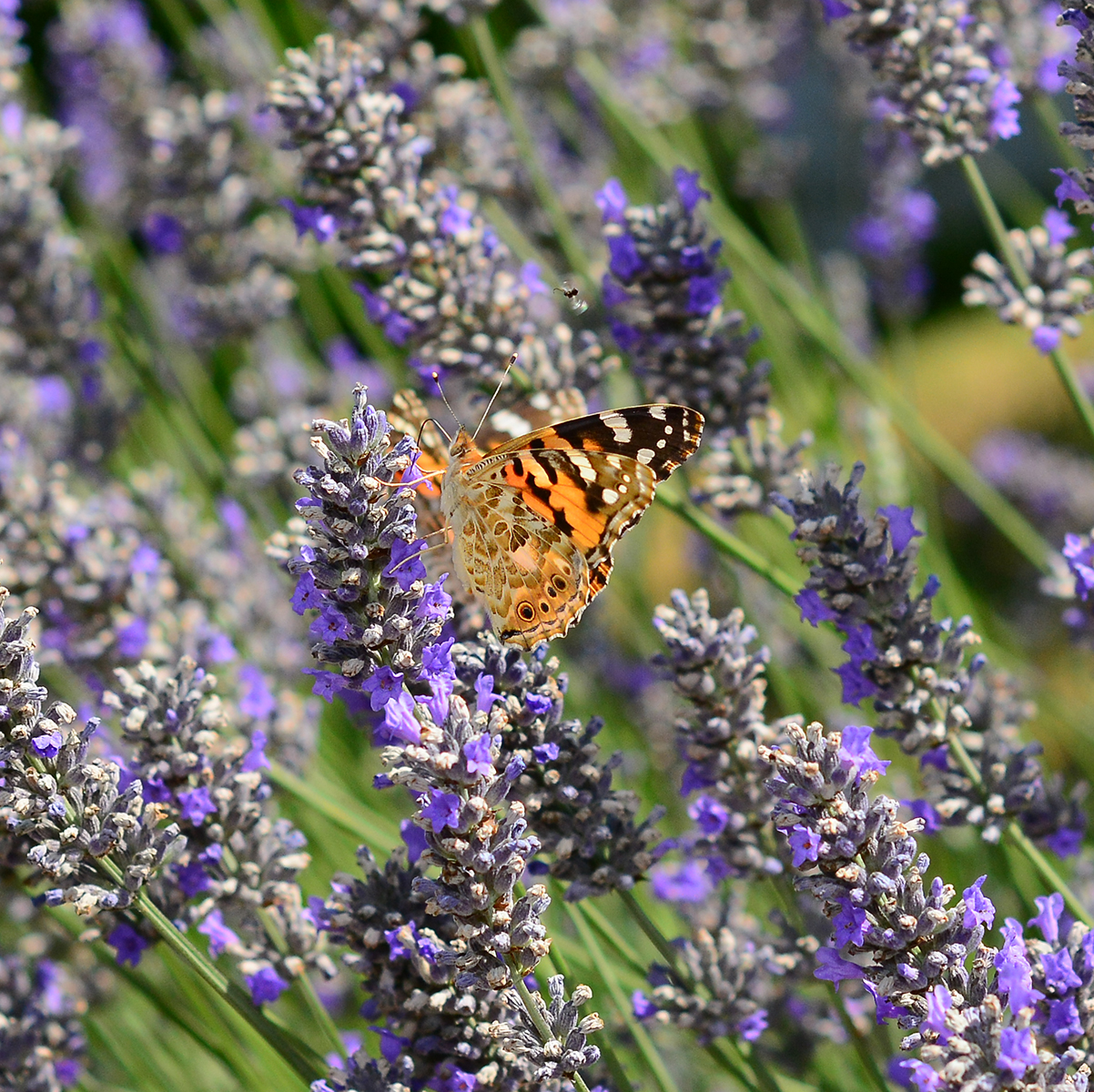 The Butterfly mi..incantò