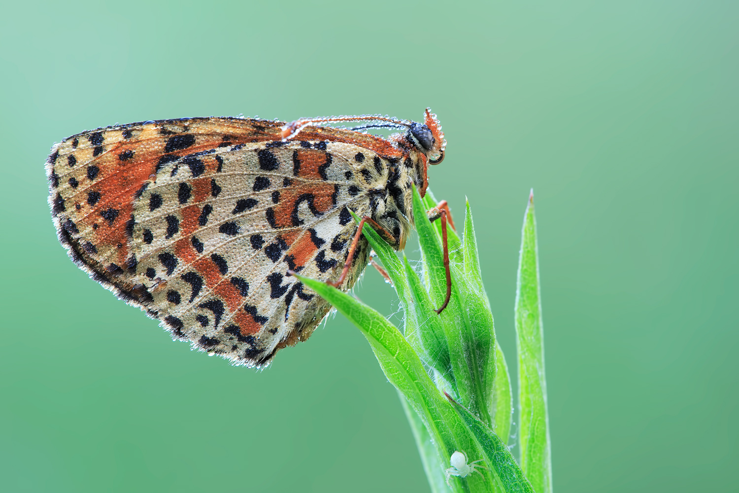 Melitaea didyma