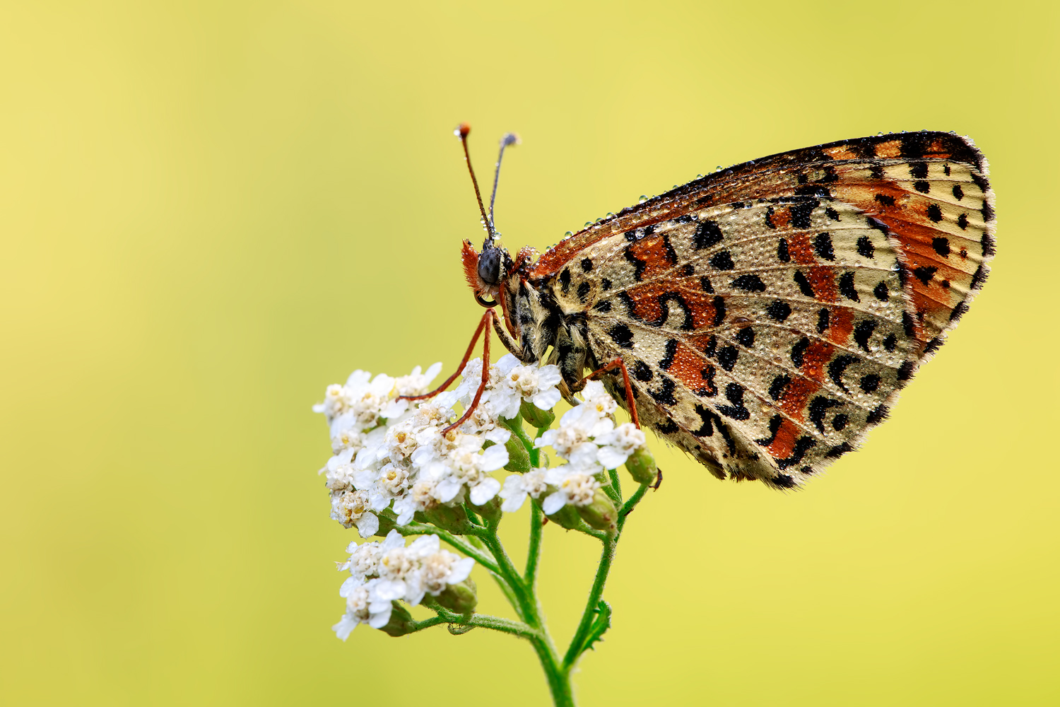 Melitaea didyma