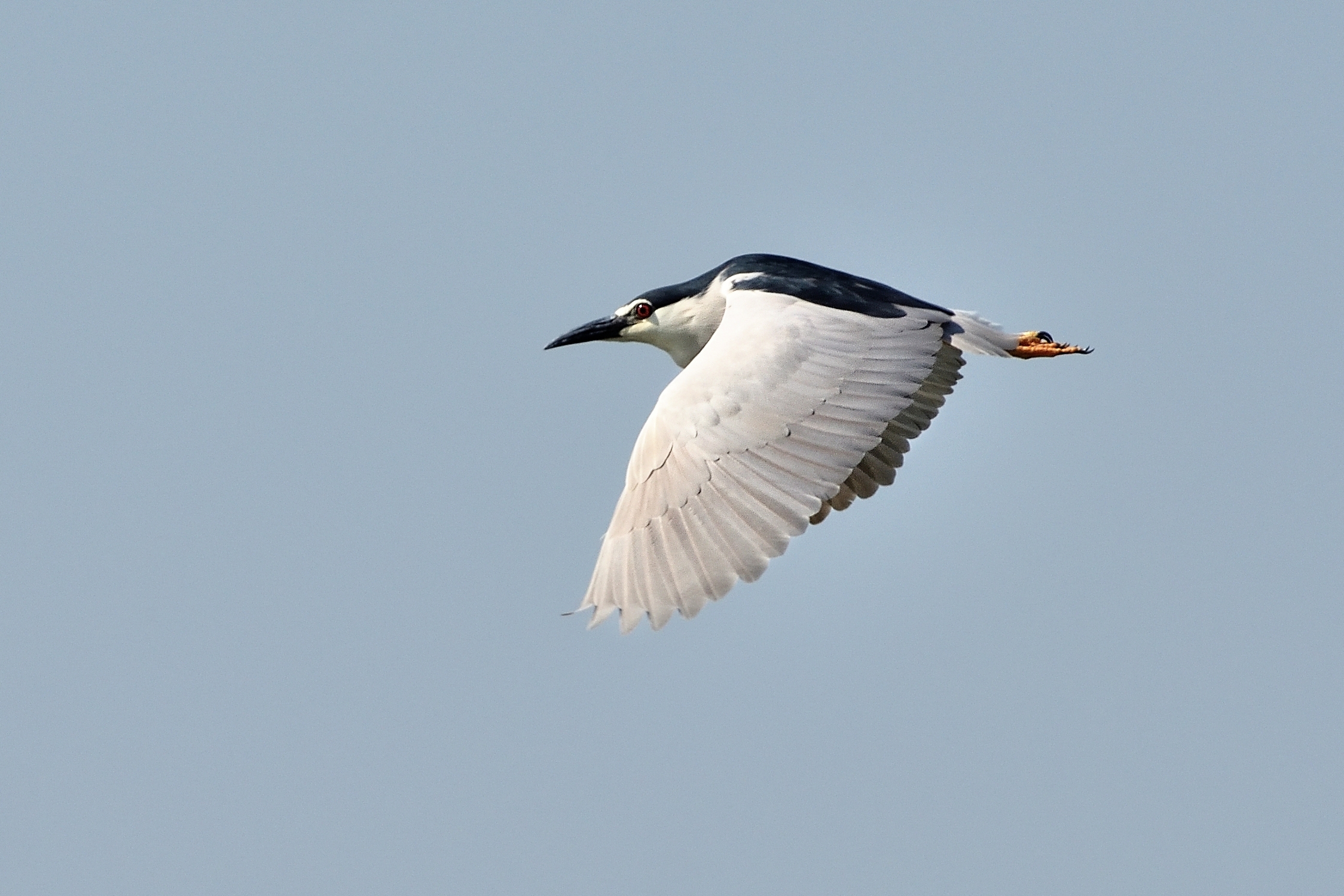 Night Heron