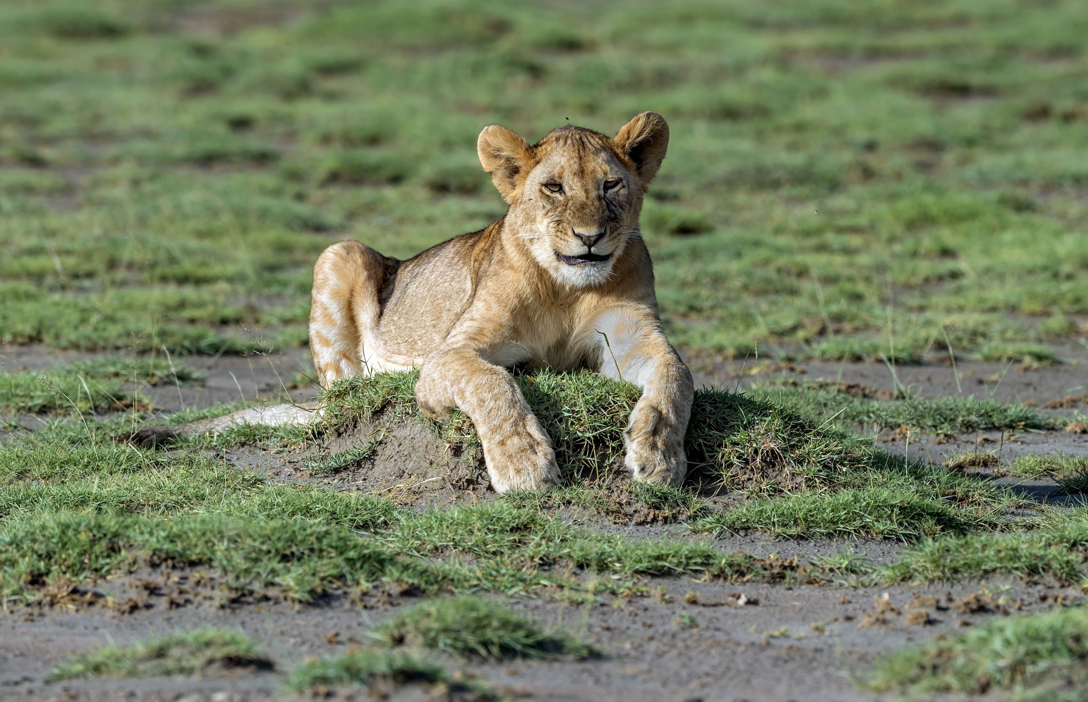 Tanzania 2016 - Ancora cucciolo