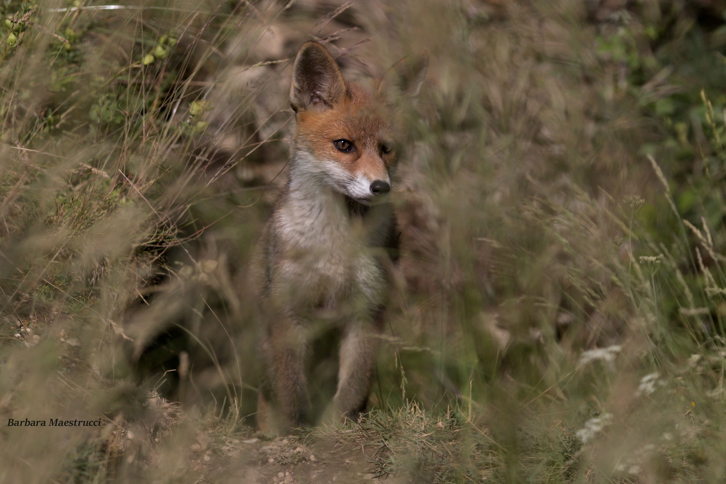 Small fox ...