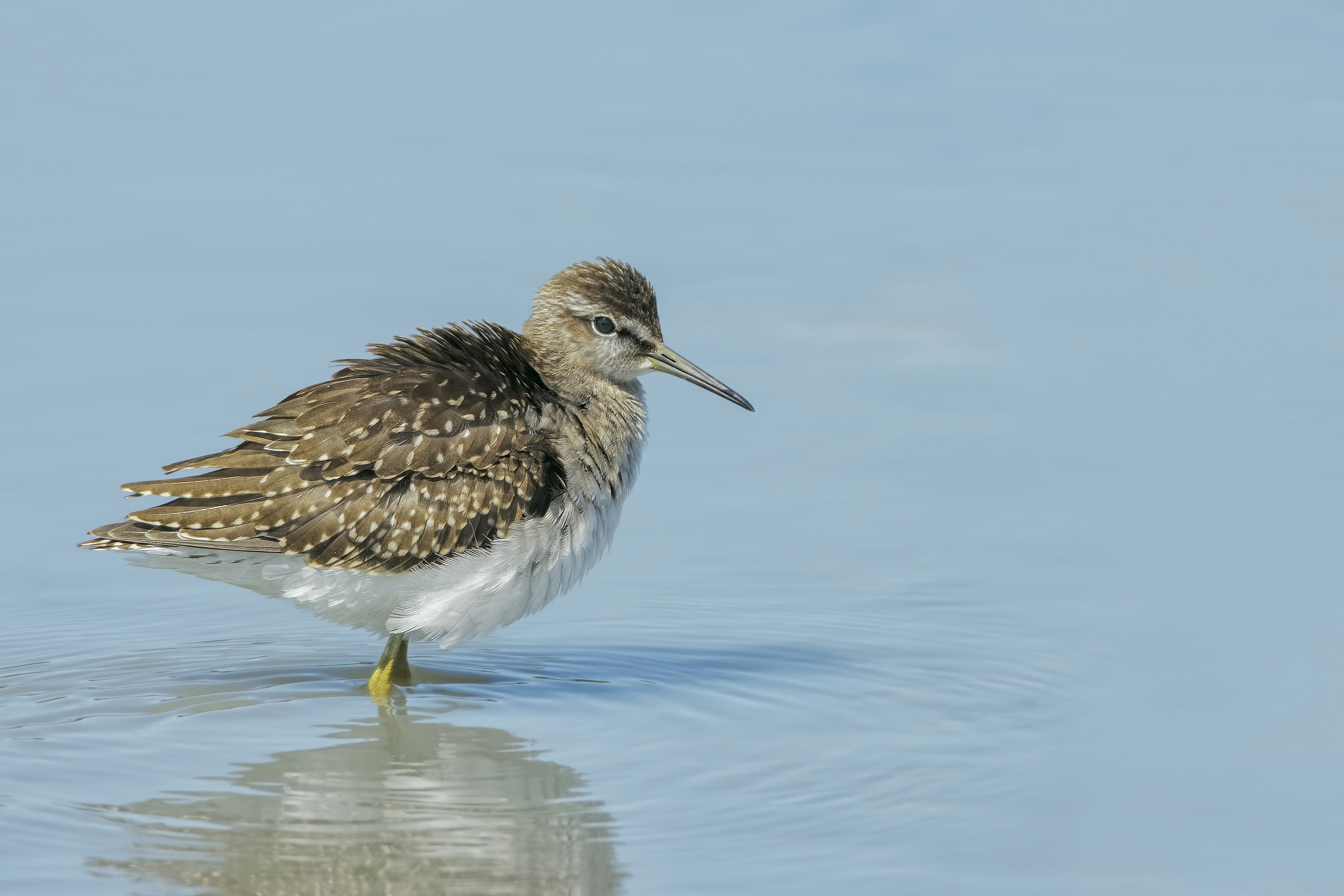 Green Sandpiper (Tringa ochropus)