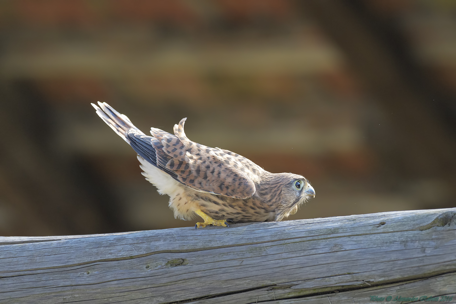 Kestrel very young just out of the nest