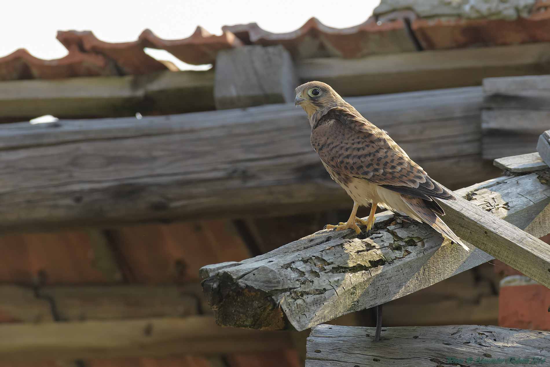 Kestrel very young just out of the nest