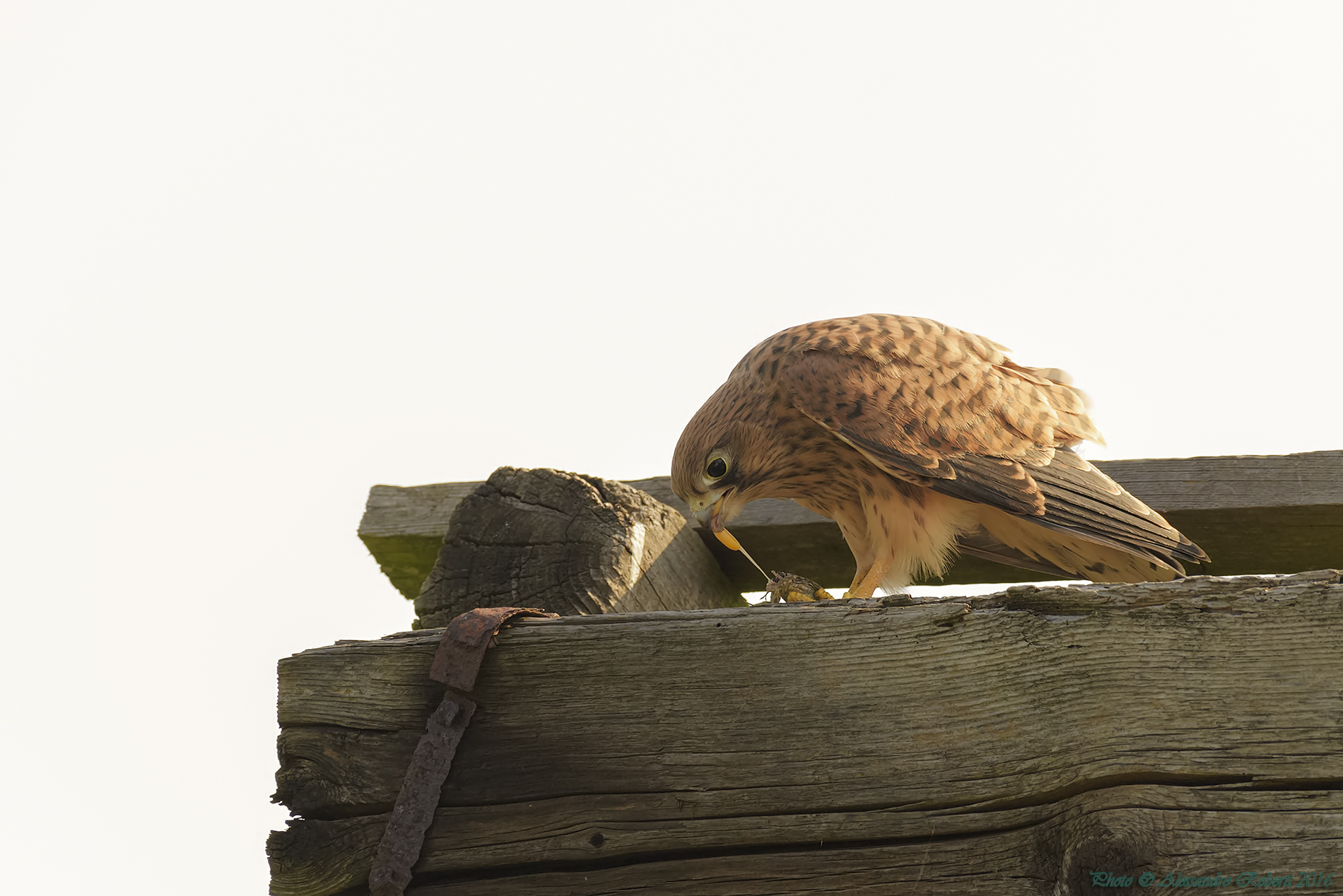 Kestrel very young just out of the nest
