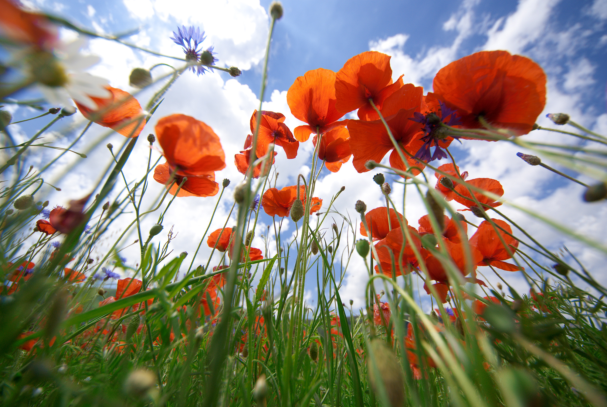 We color the meadows ....