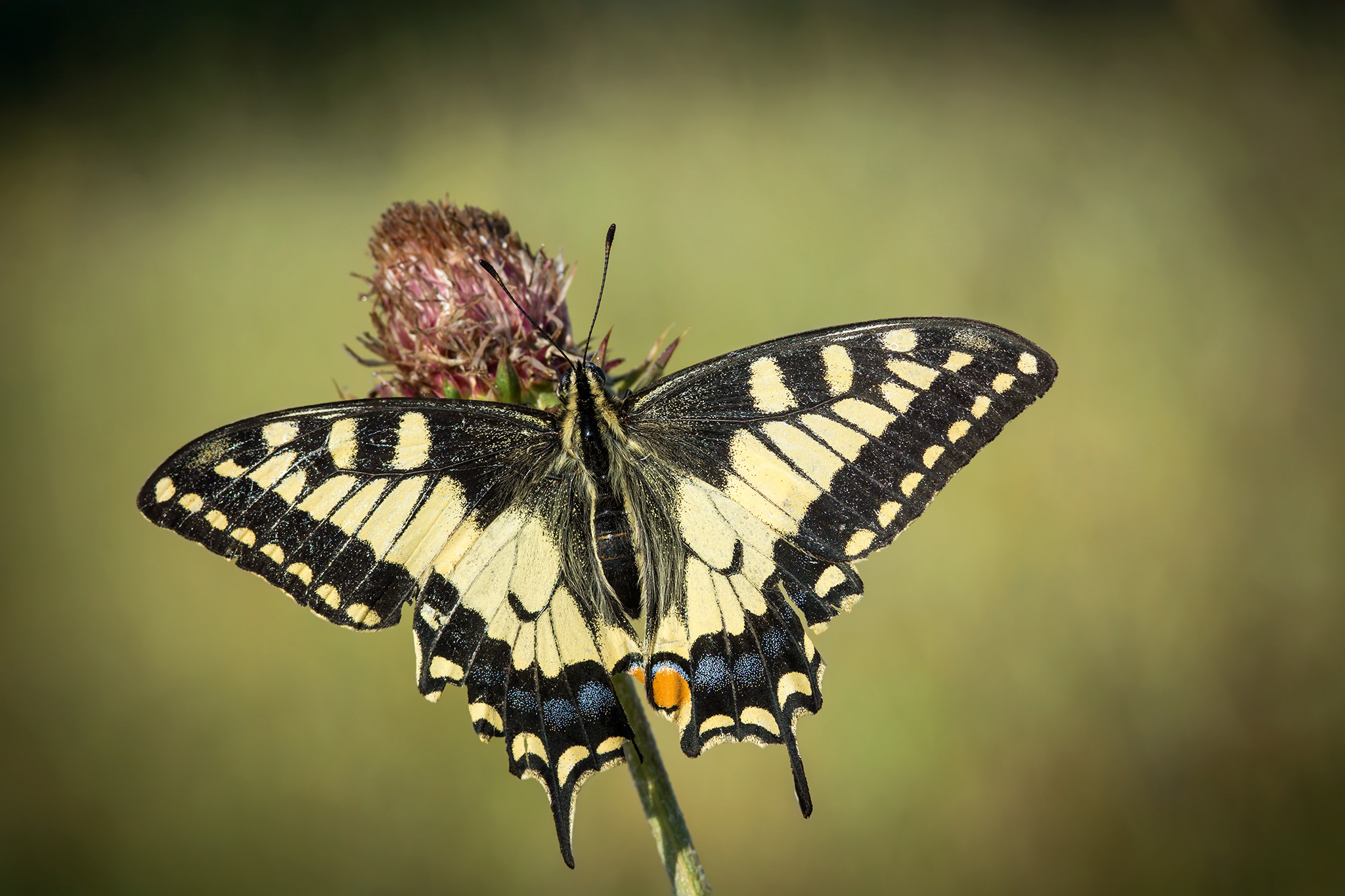 An old World Swallowtail