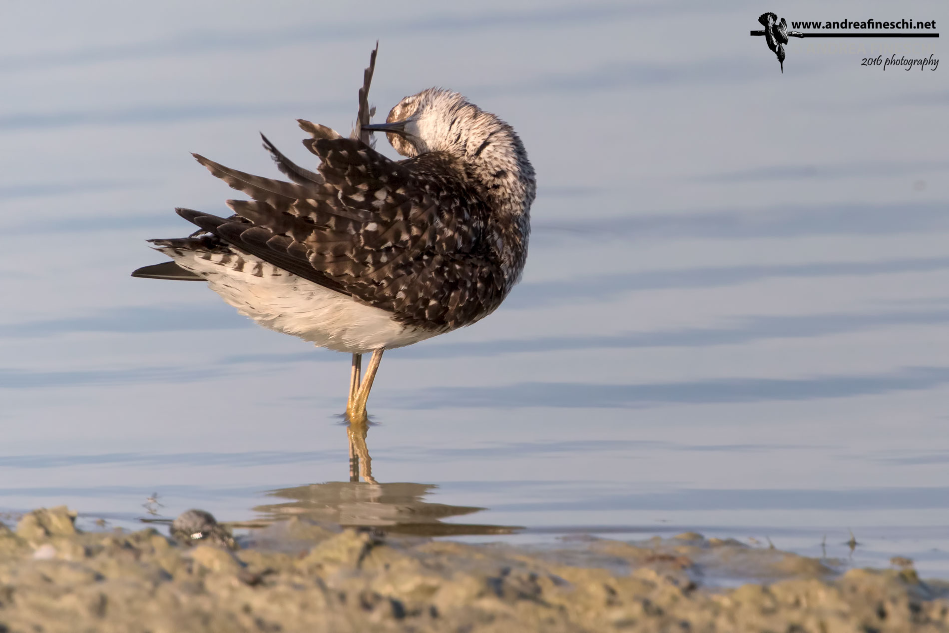 Wood Sandpiper