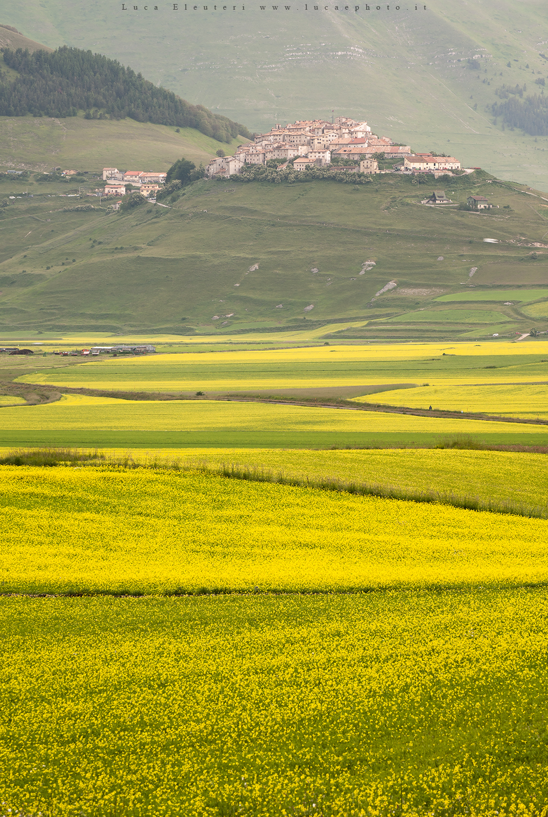 Fioritura Castelluccio