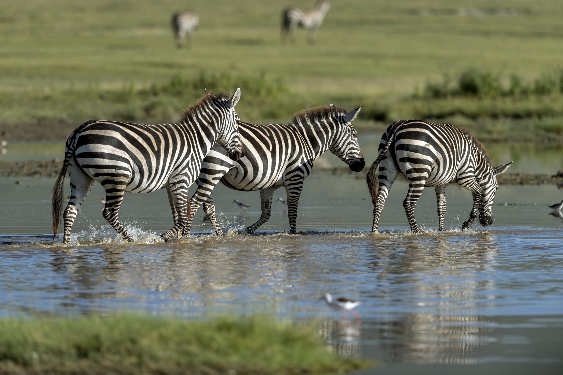 Tanzania 2016 - Zebras