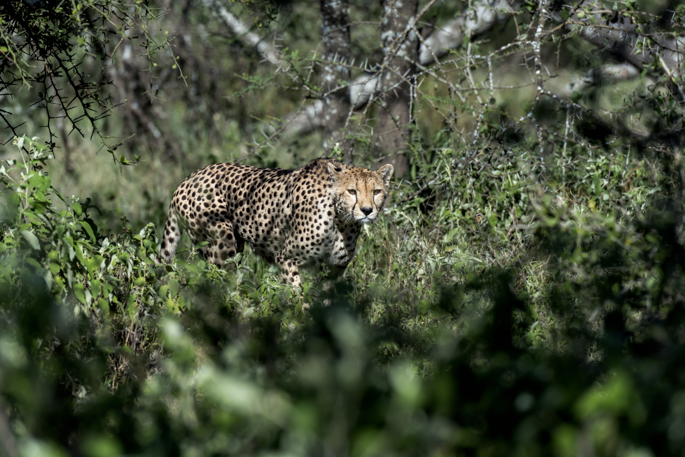 Tanzania 2016 - Nel bush