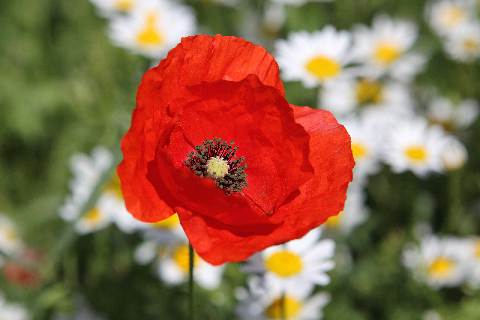 Il papavero e le margherite