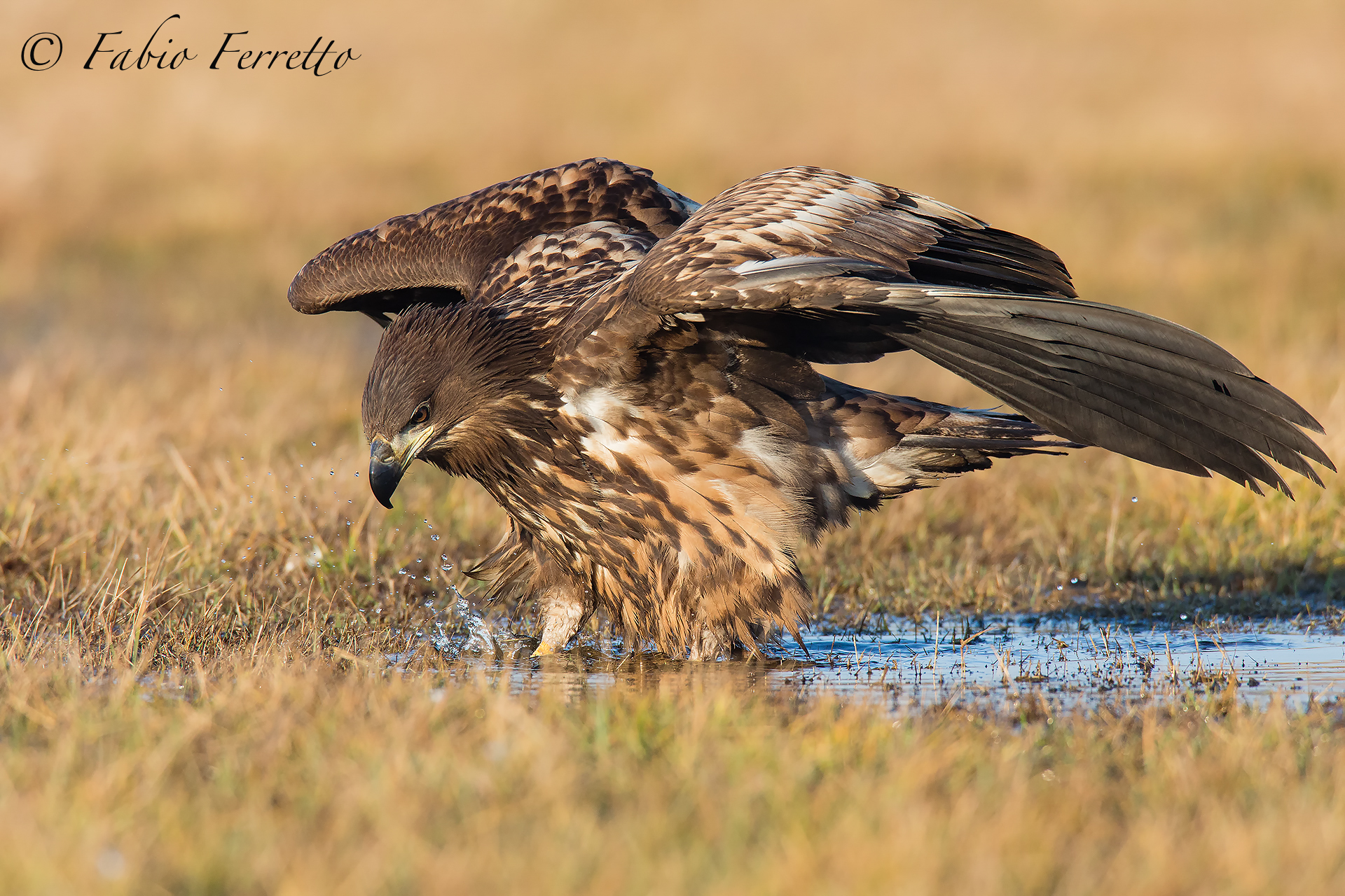 Haliaeetus albicilla
