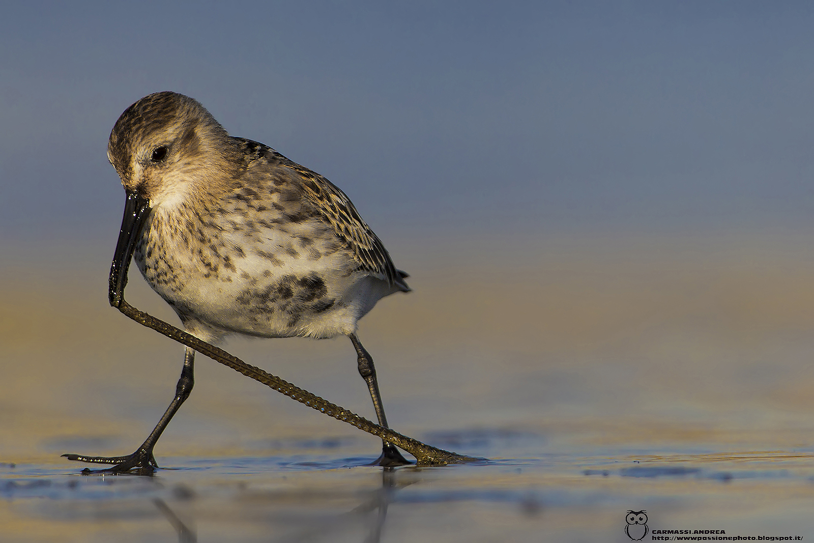dunlin