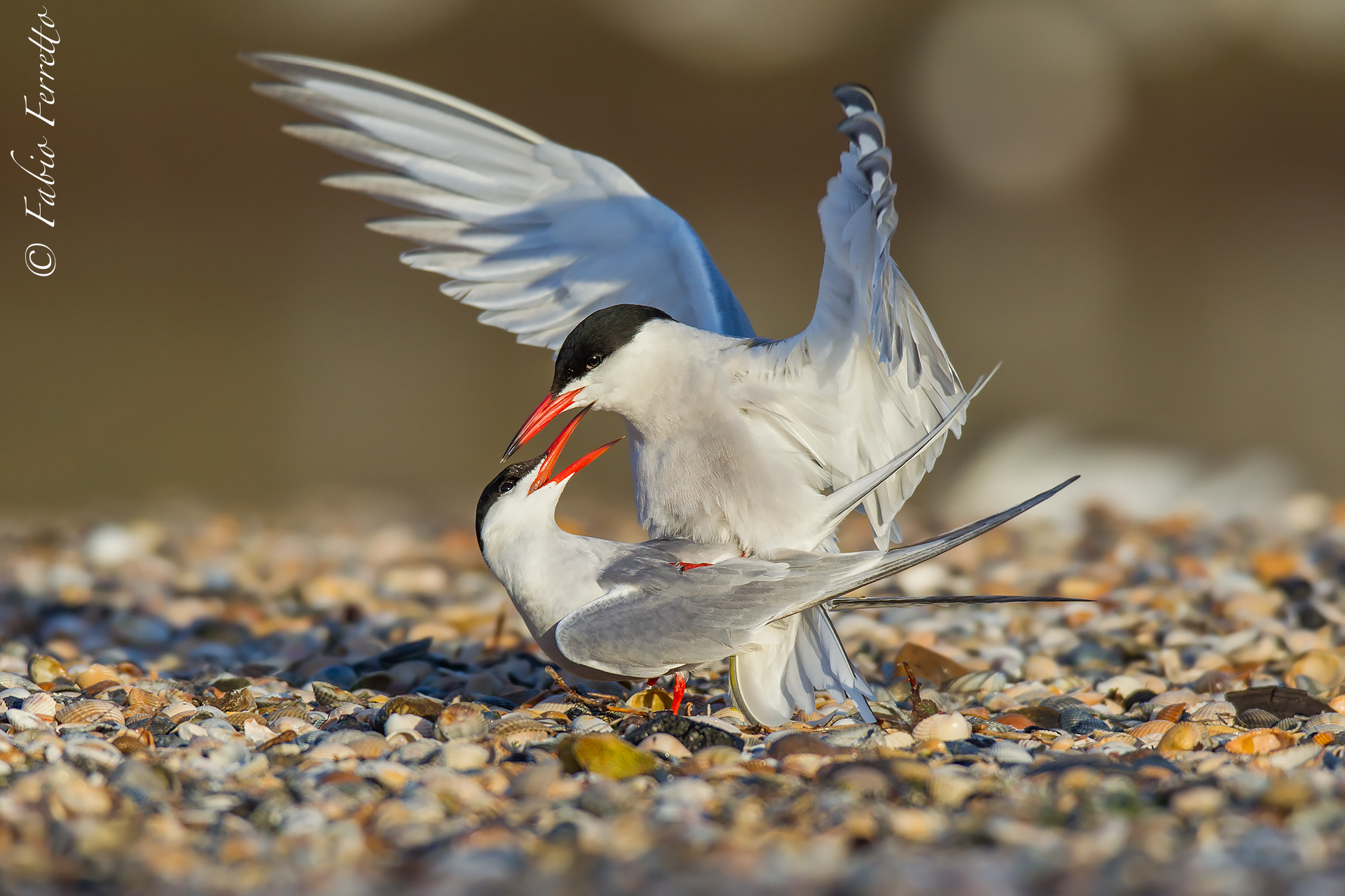 Coupling between terns