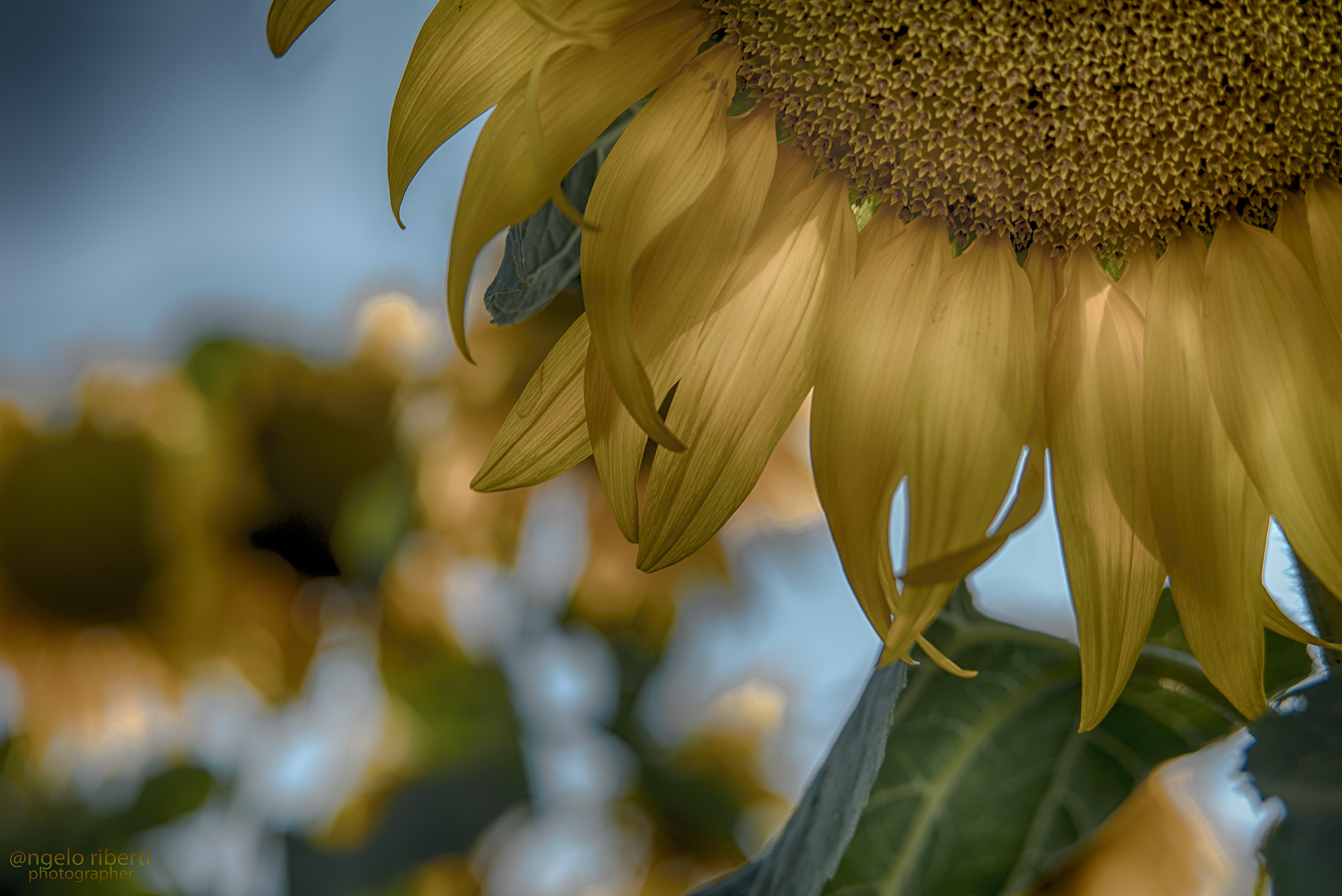 Girasoli ... è il loro momento .