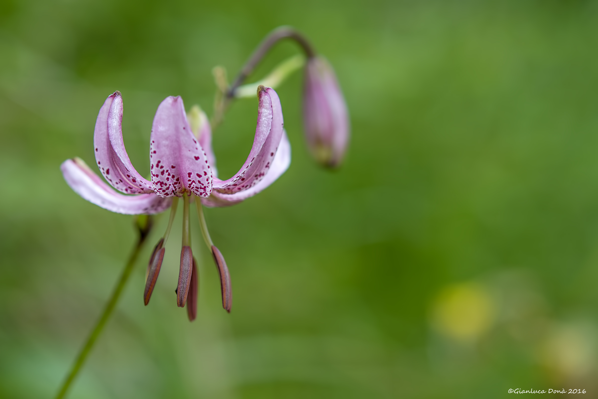 Lilium martagon L. 1753
