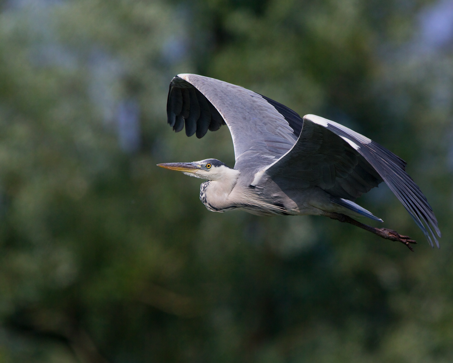 gray heron