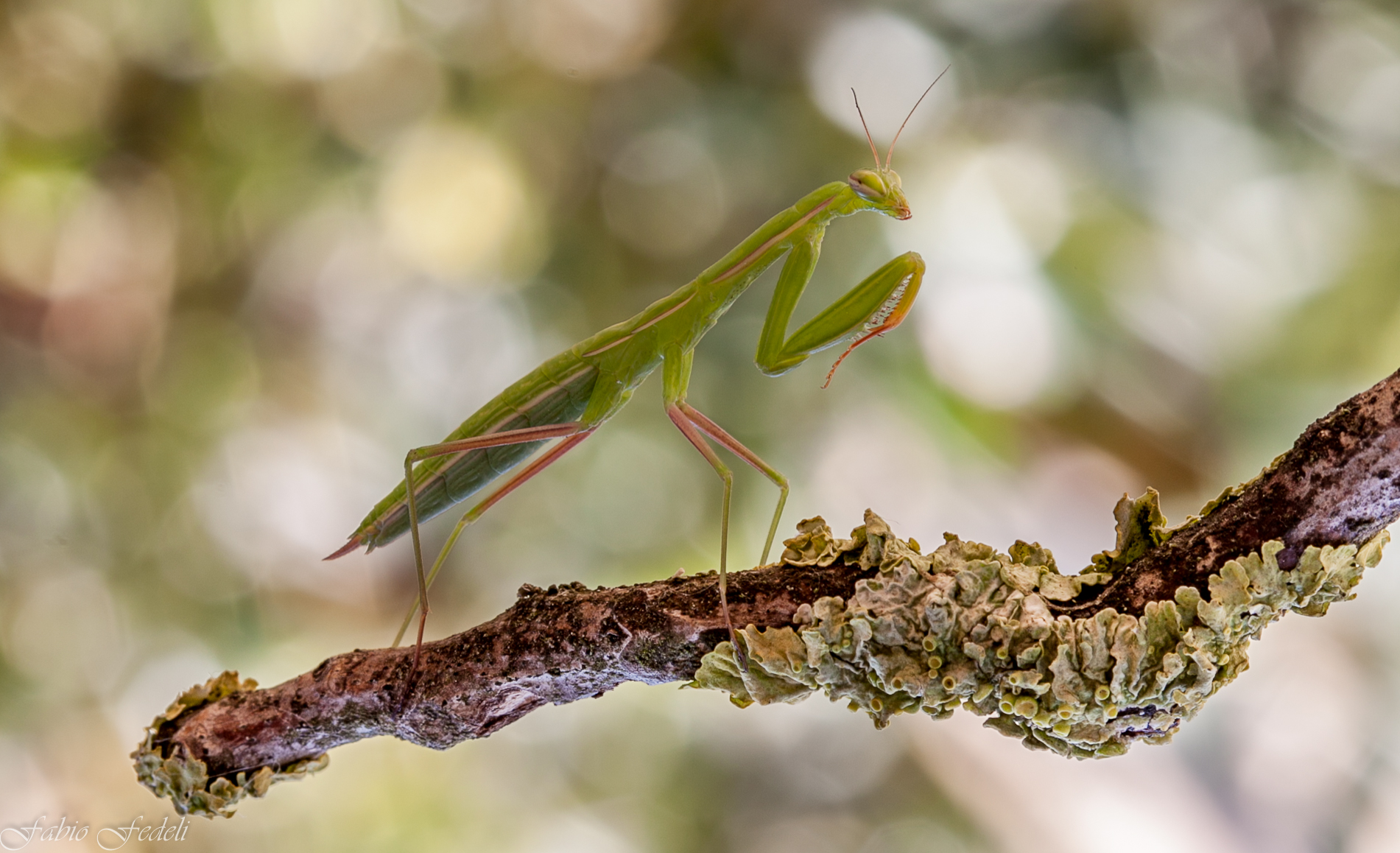 Praying Mantis 1