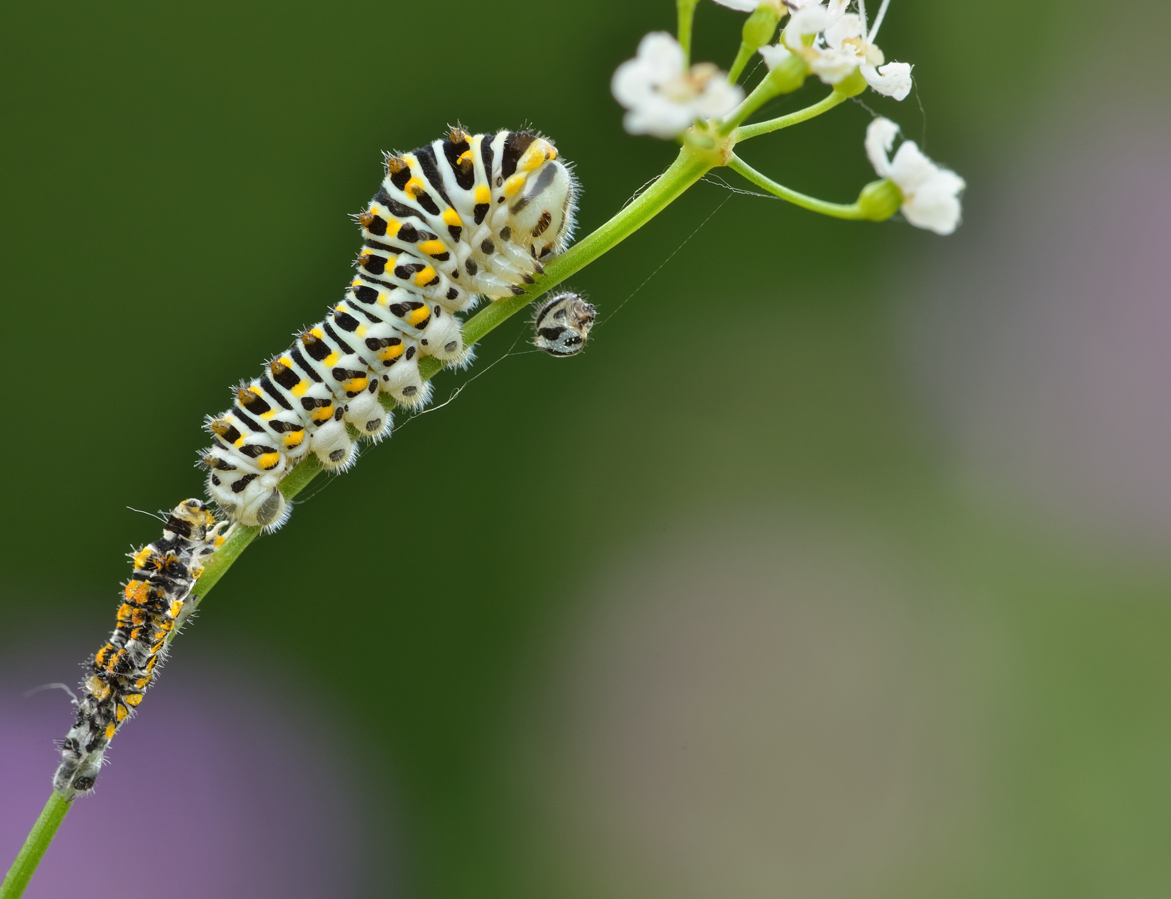Aspetta un attimo, mi stò cambiando!